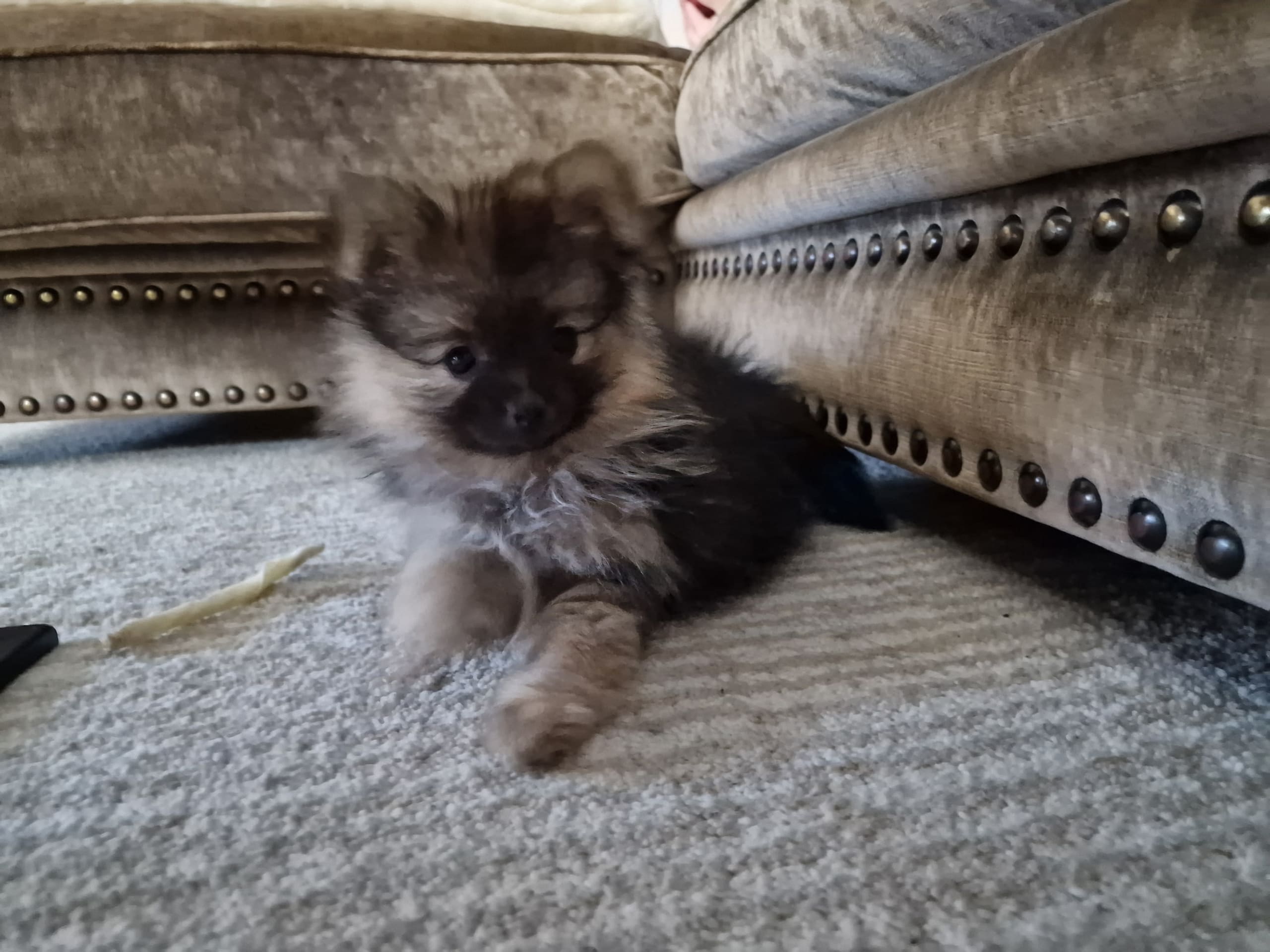 Pomeranian och Papillon · 2025-12-14 · Örebro · Marie L.