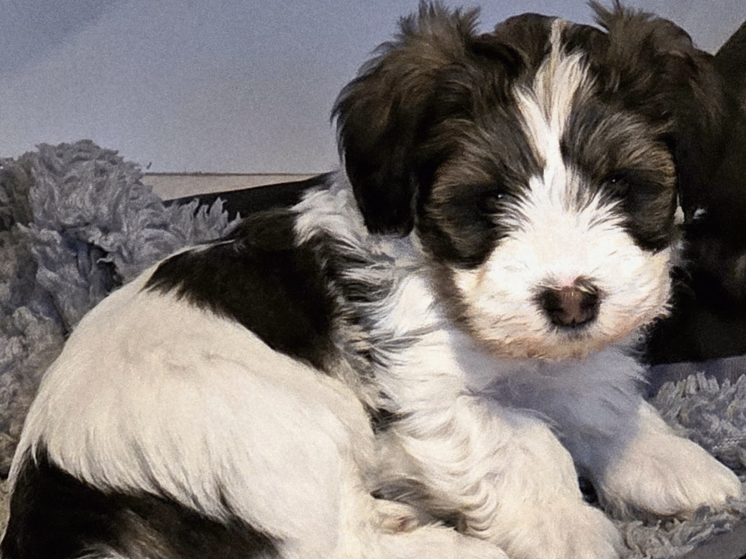 Bichon havanais · 2026-01-04 · Mora · Ek-kvistens kennel