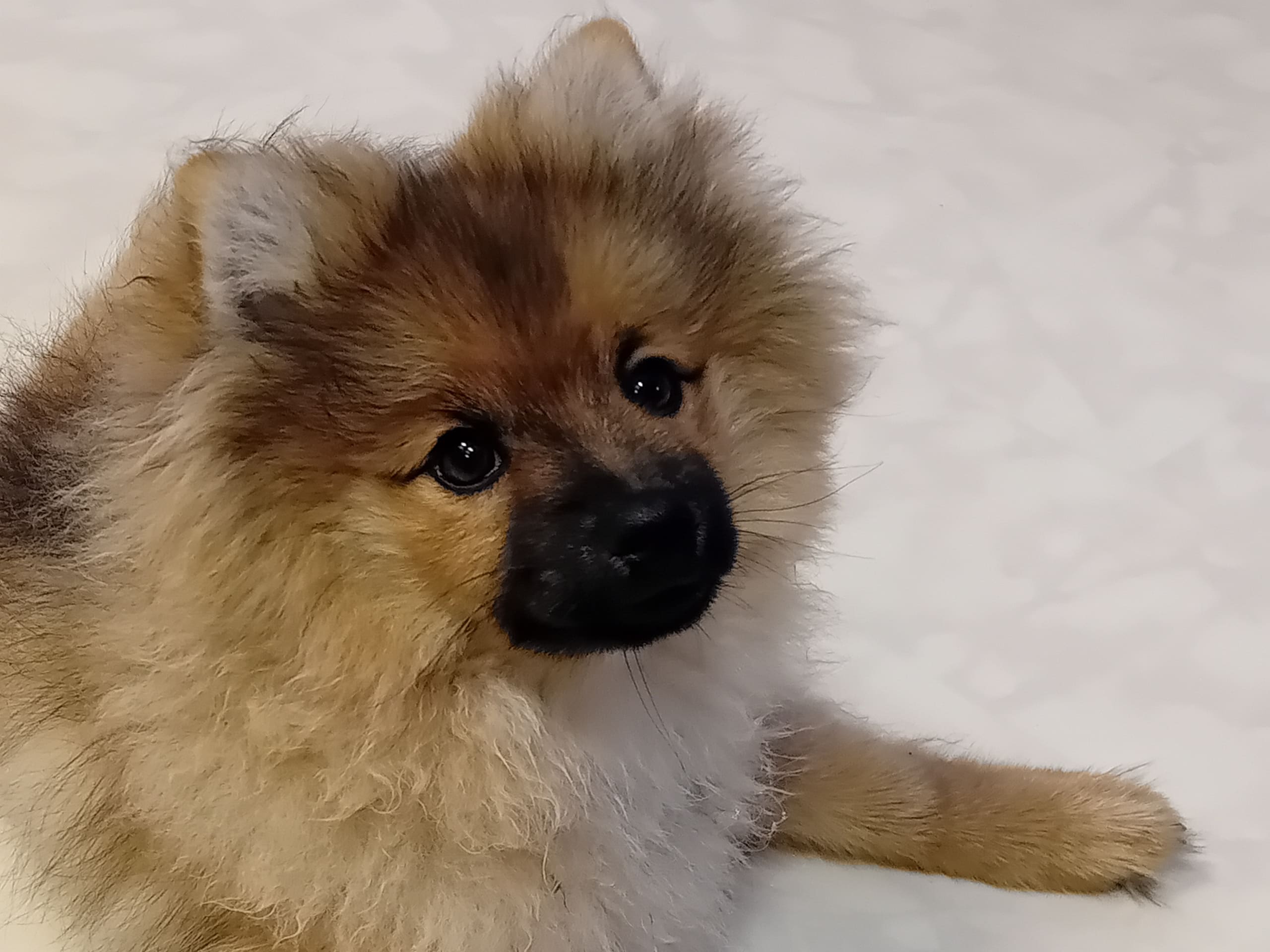 German Spitz – Mittelspitz