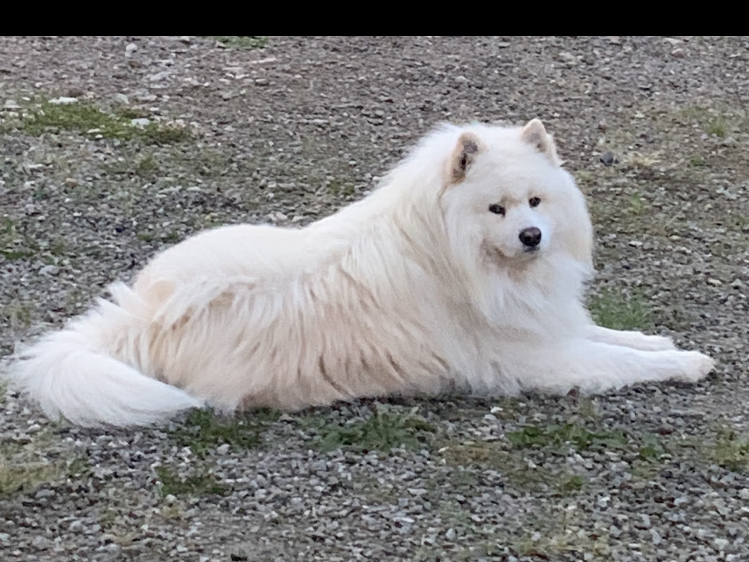 Samoyed · 2026-02-12 · Tingsryd · Przemyslaw P.