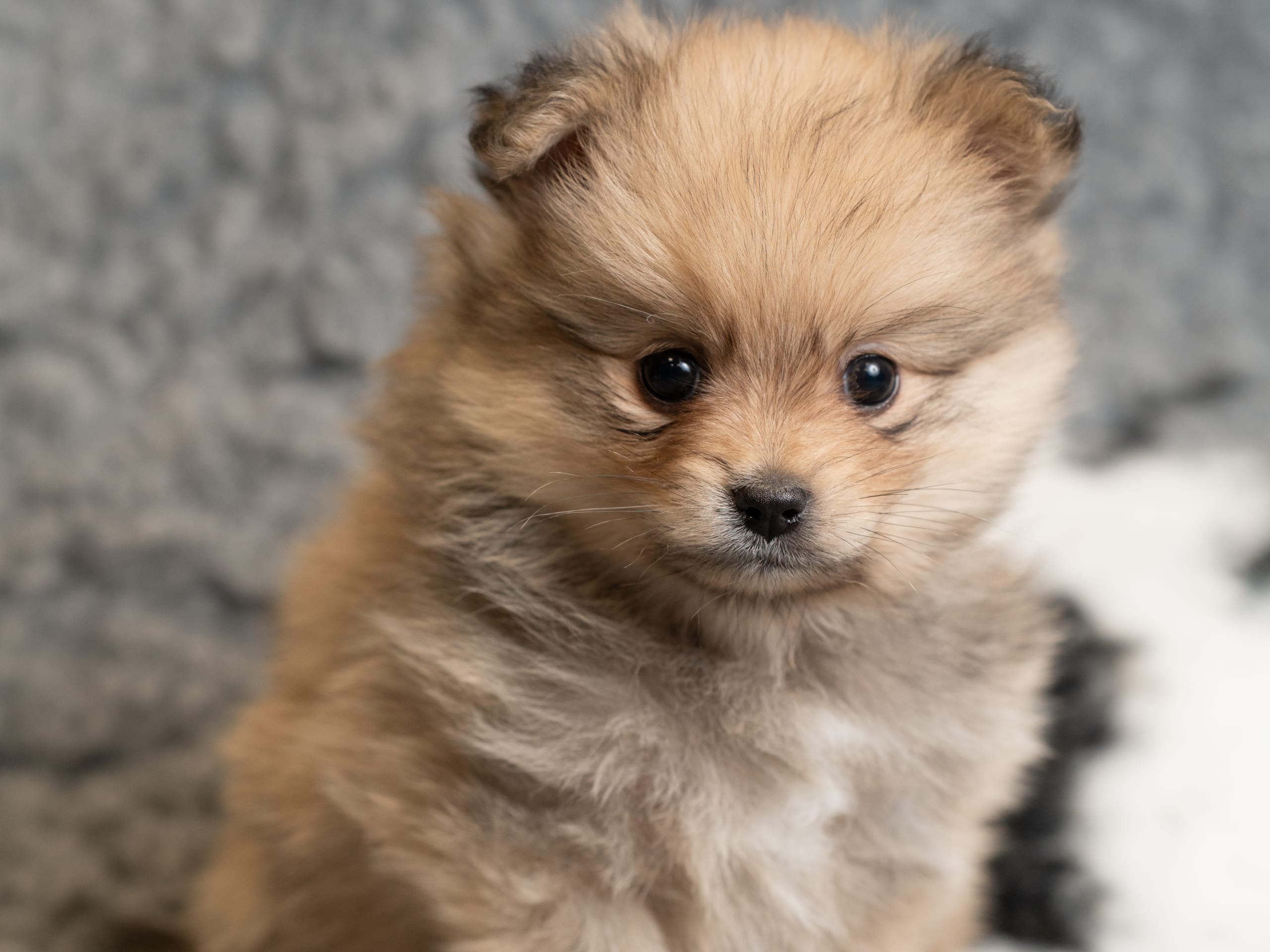 Pomeranian och Papillon · 2026-01-19 · Helsingborg · Alicia H.