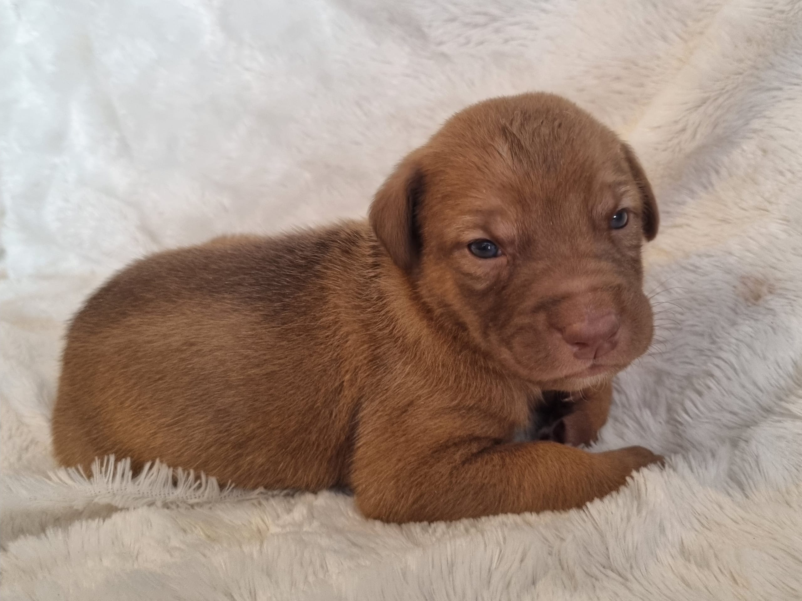 Xoloitzcuintle · 2026-01-29 · Hägersten · Heart Of Meijius