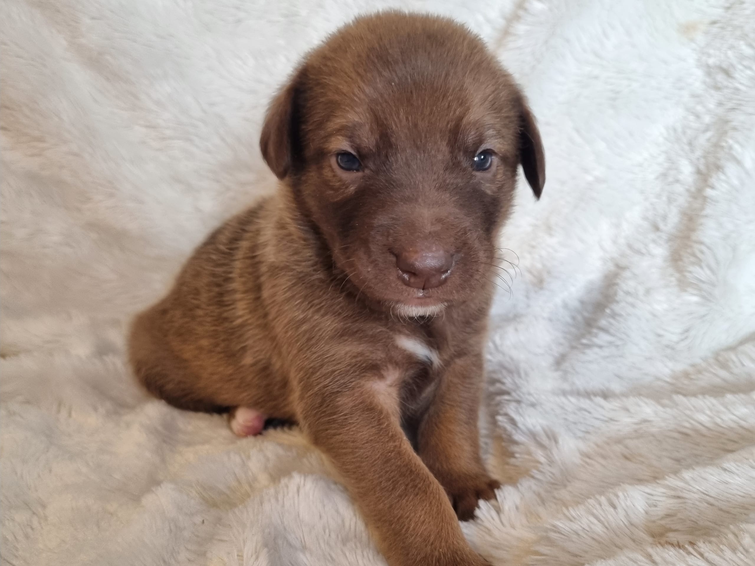 Xoloitzcuintle · 2026-01-29 · Hägersten · Heart Of Meijius