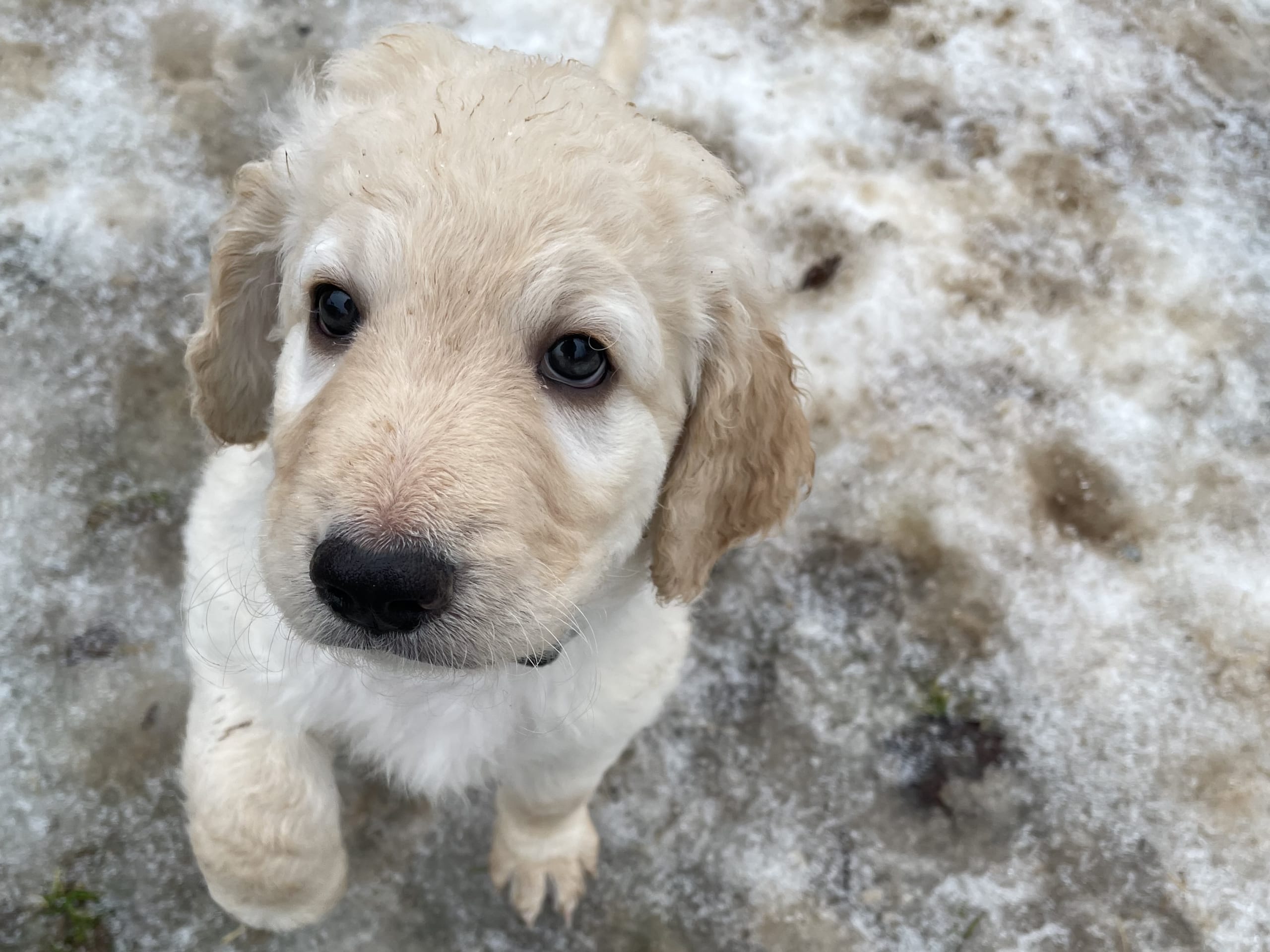 Labradoodle · 2026-01-13 · Skultuna · Björn M.