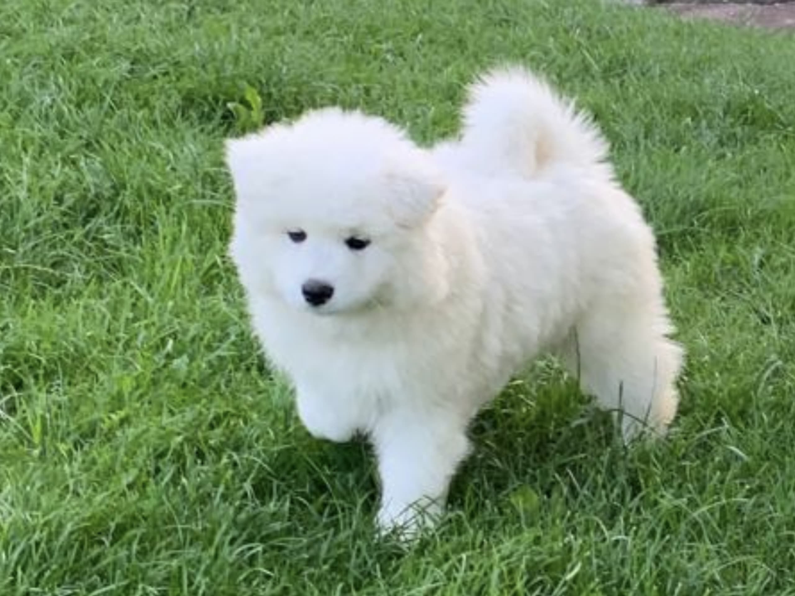 Samoyed · 2026-02-12 · Tingsryd · Przemyslaw P.