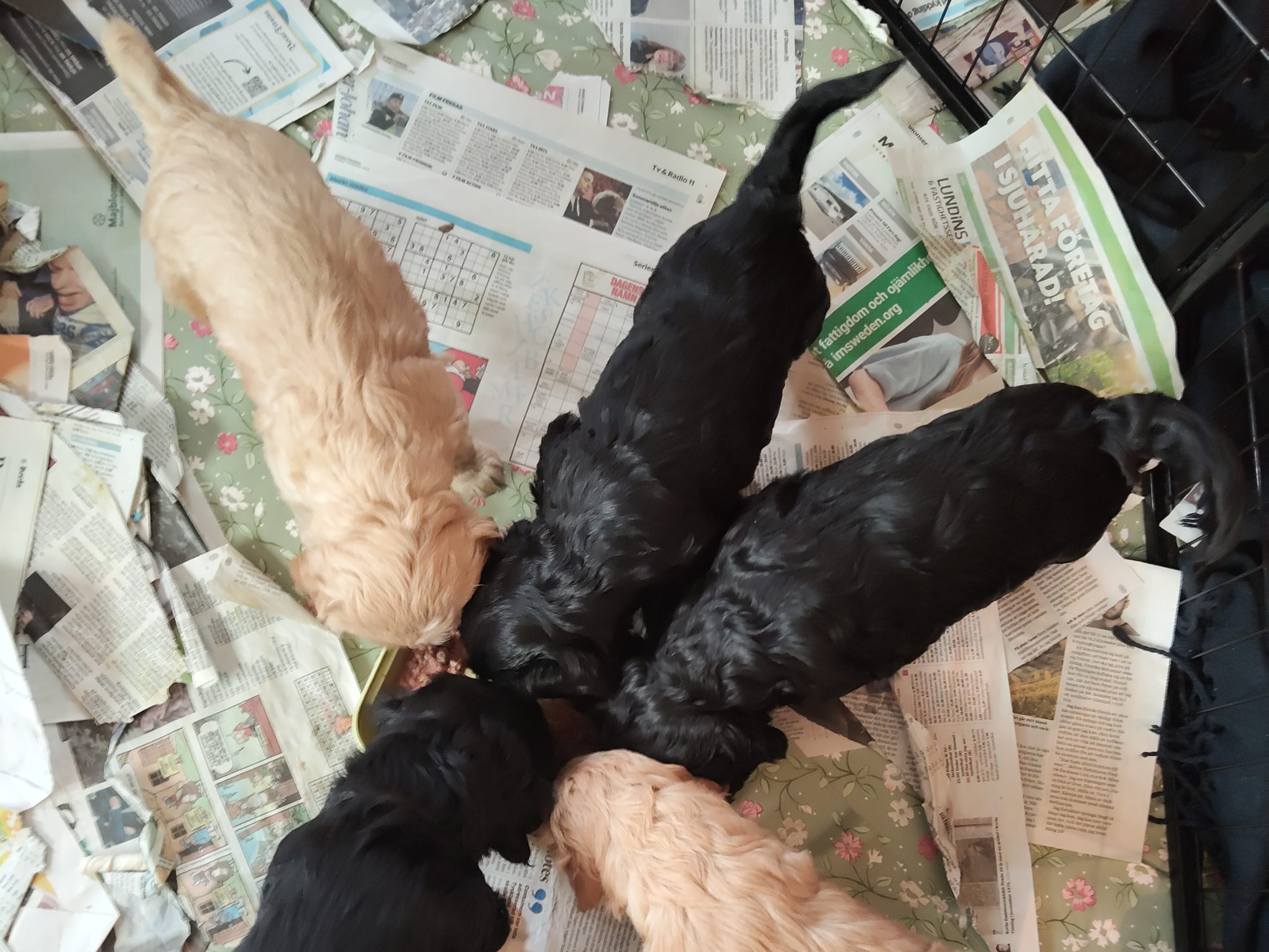 Cockerpoo · 2026-01-21 · äspered · Babsan hund och kattklipp , babsans cockerpoo