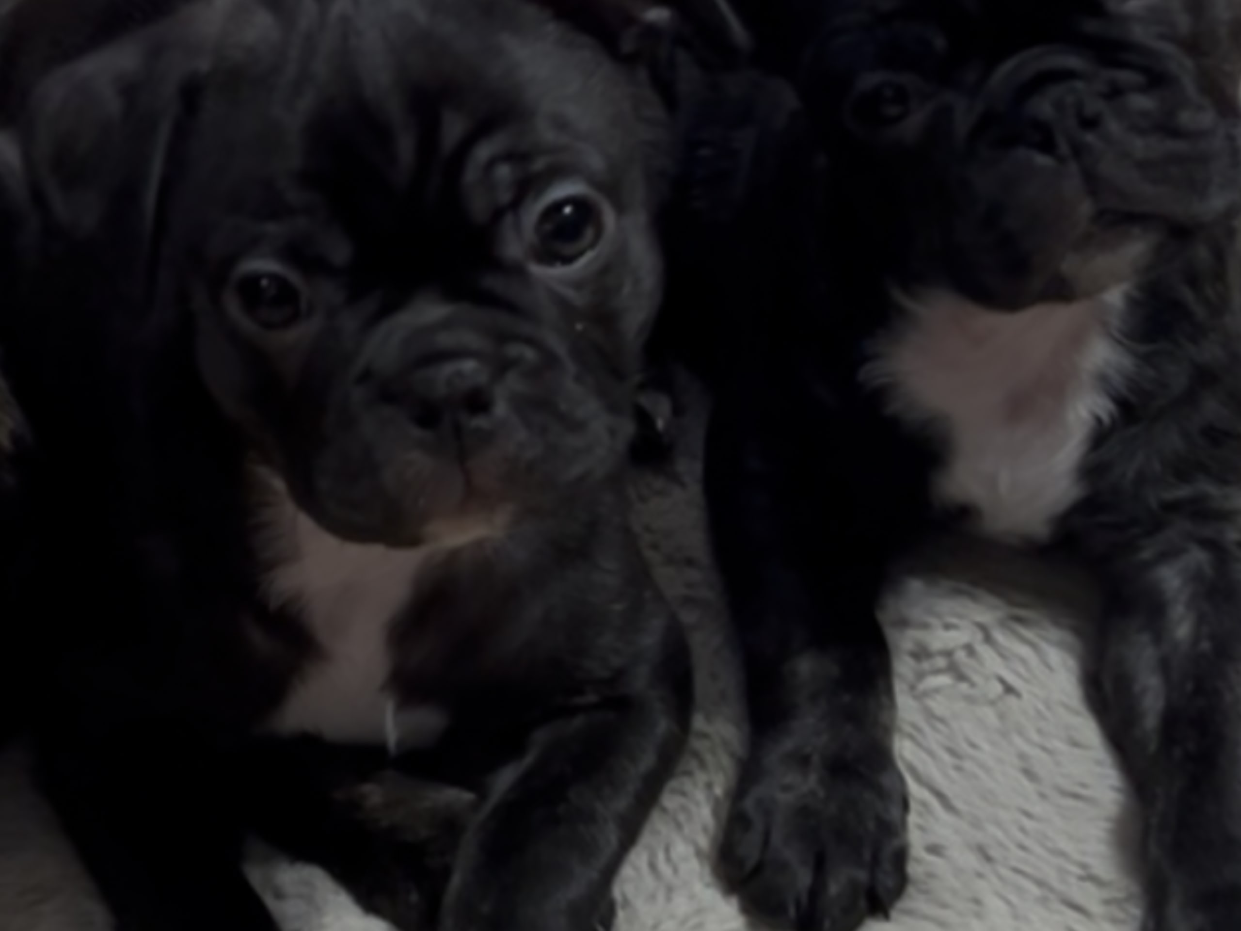 Bostonterrier/Mops · 2025-11-18 · Norrköping · Monica C.