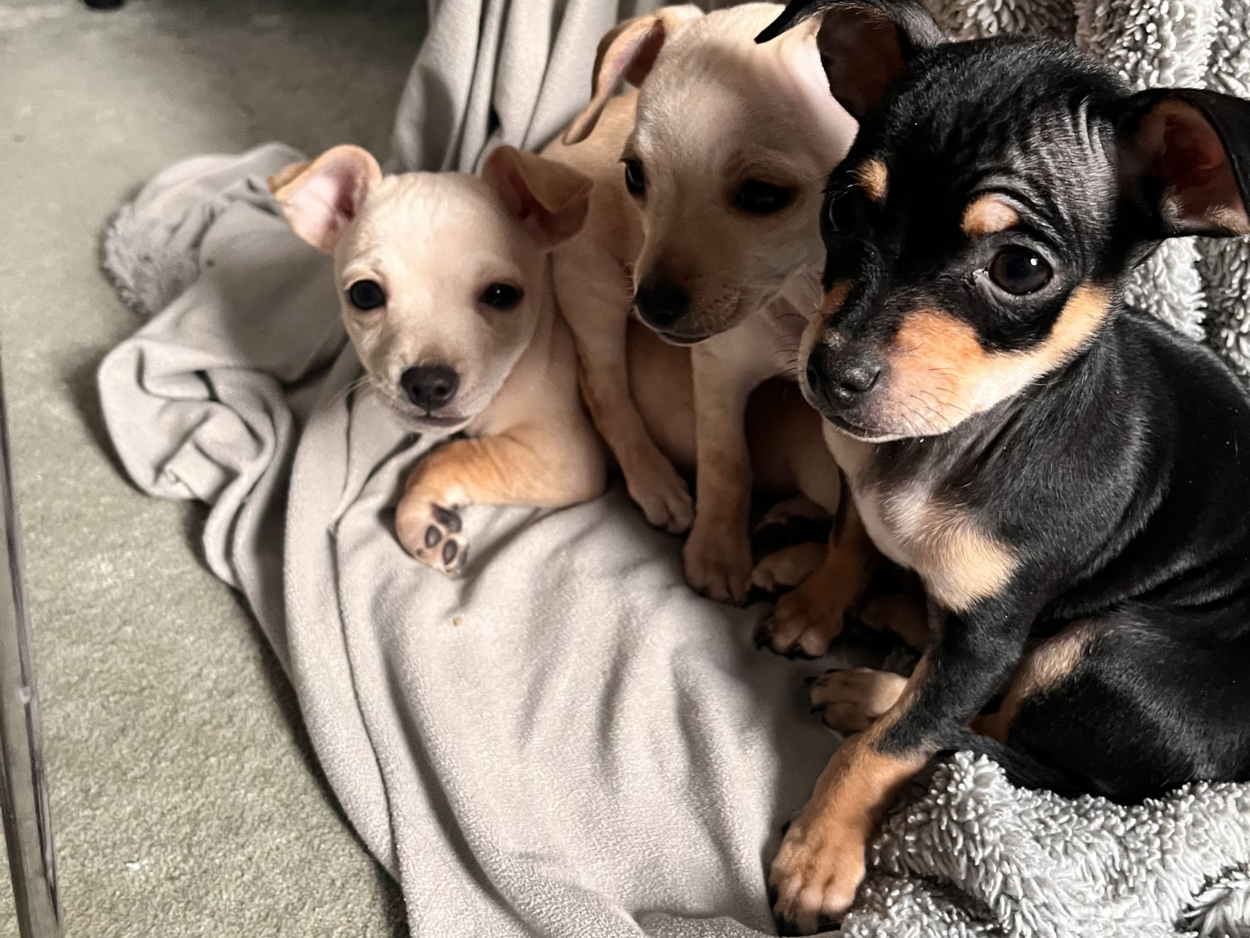 Dvärgpinscher/ chihuahua · 2025-11-28 · Björketorp · Charlotta H.