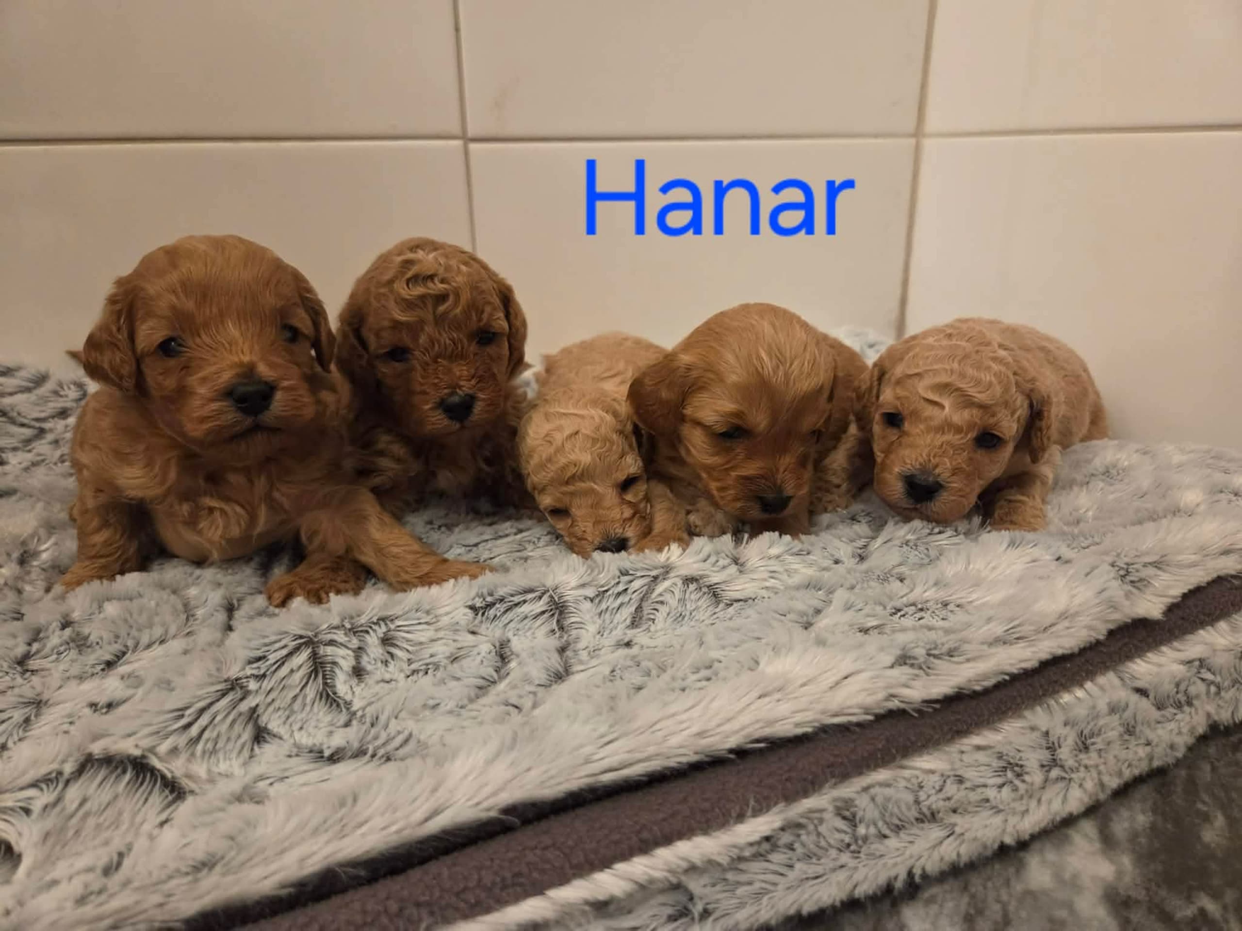 Cavapoo · 2026-02-07 · Skogstorp · Lena J.