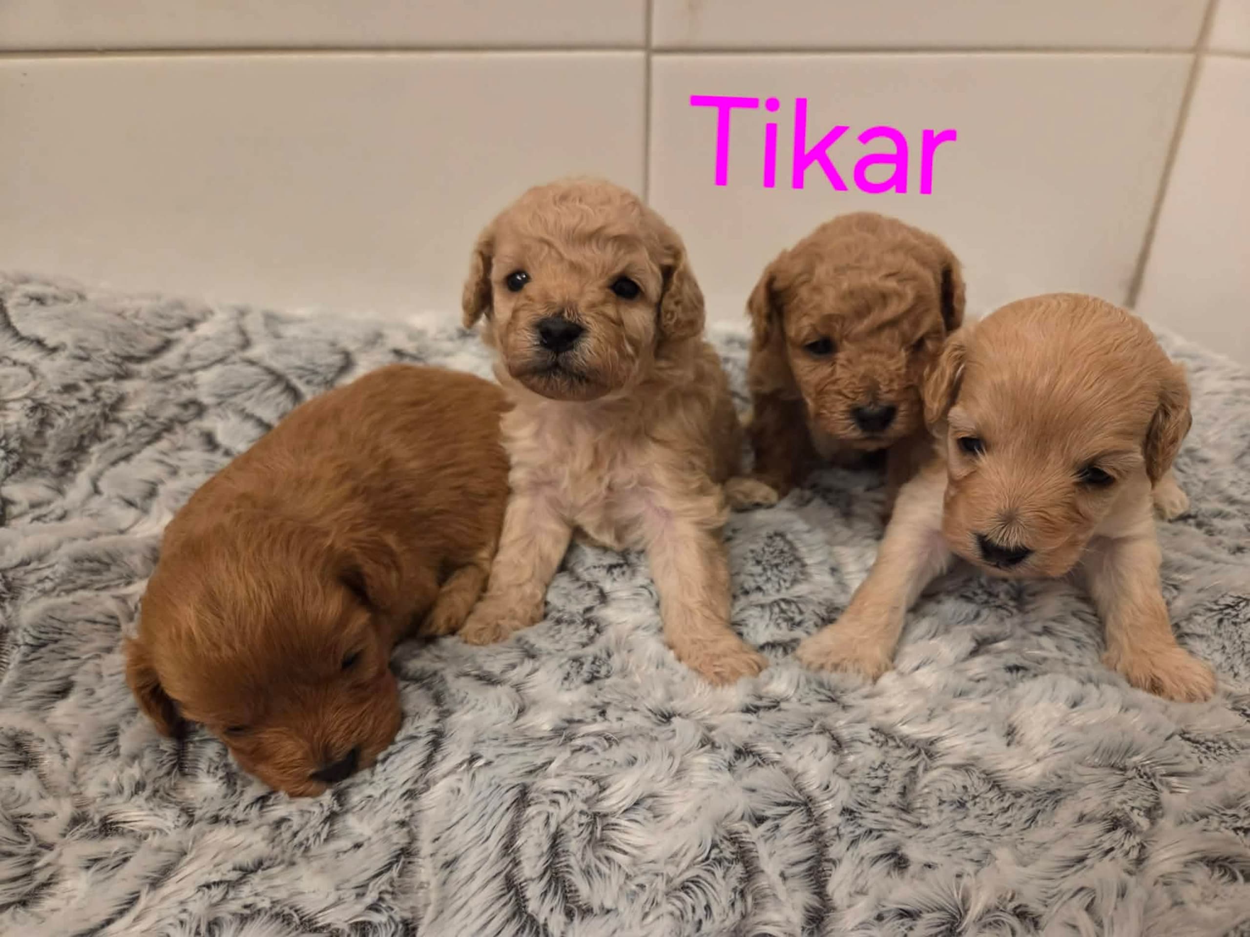 Cavapoo · 2026-02-07 · Skogstorp · Lena J.