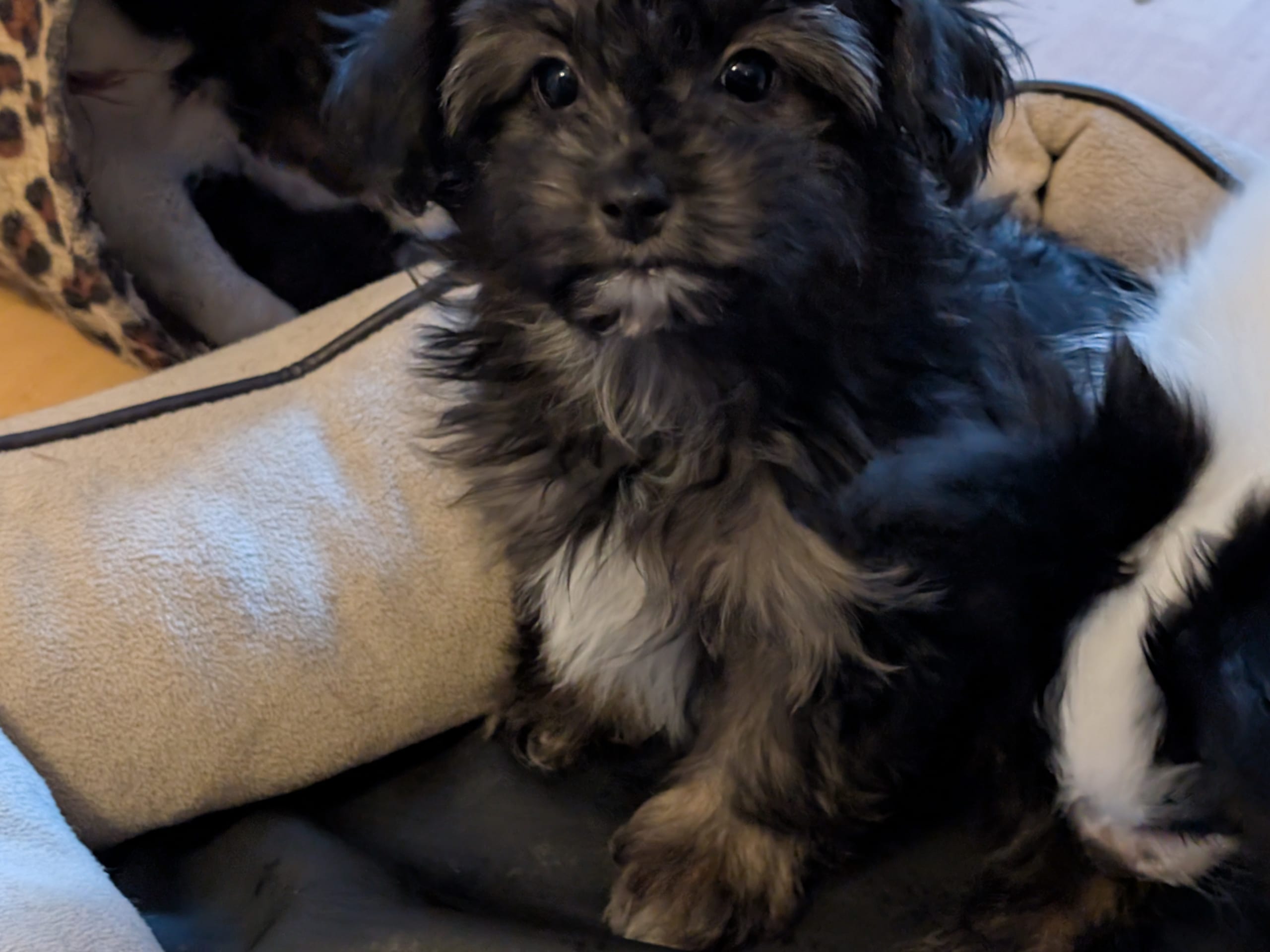 Papillon -pudel · 2025-12-04 · Hälleforsnäs · Lena A.