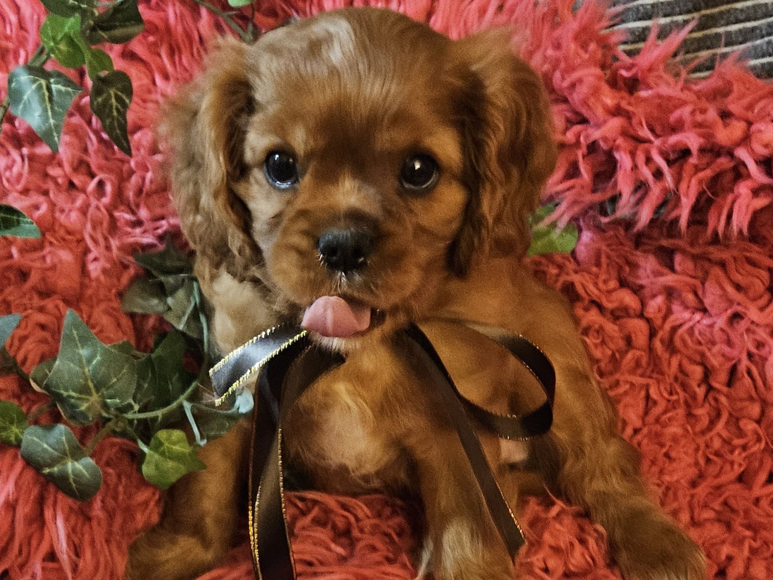 Cockalier (Cavalier King Charles Spaniel och Am Cocker Spaniel) · 2025-12-11 · Uppsala · Anne-Li R.