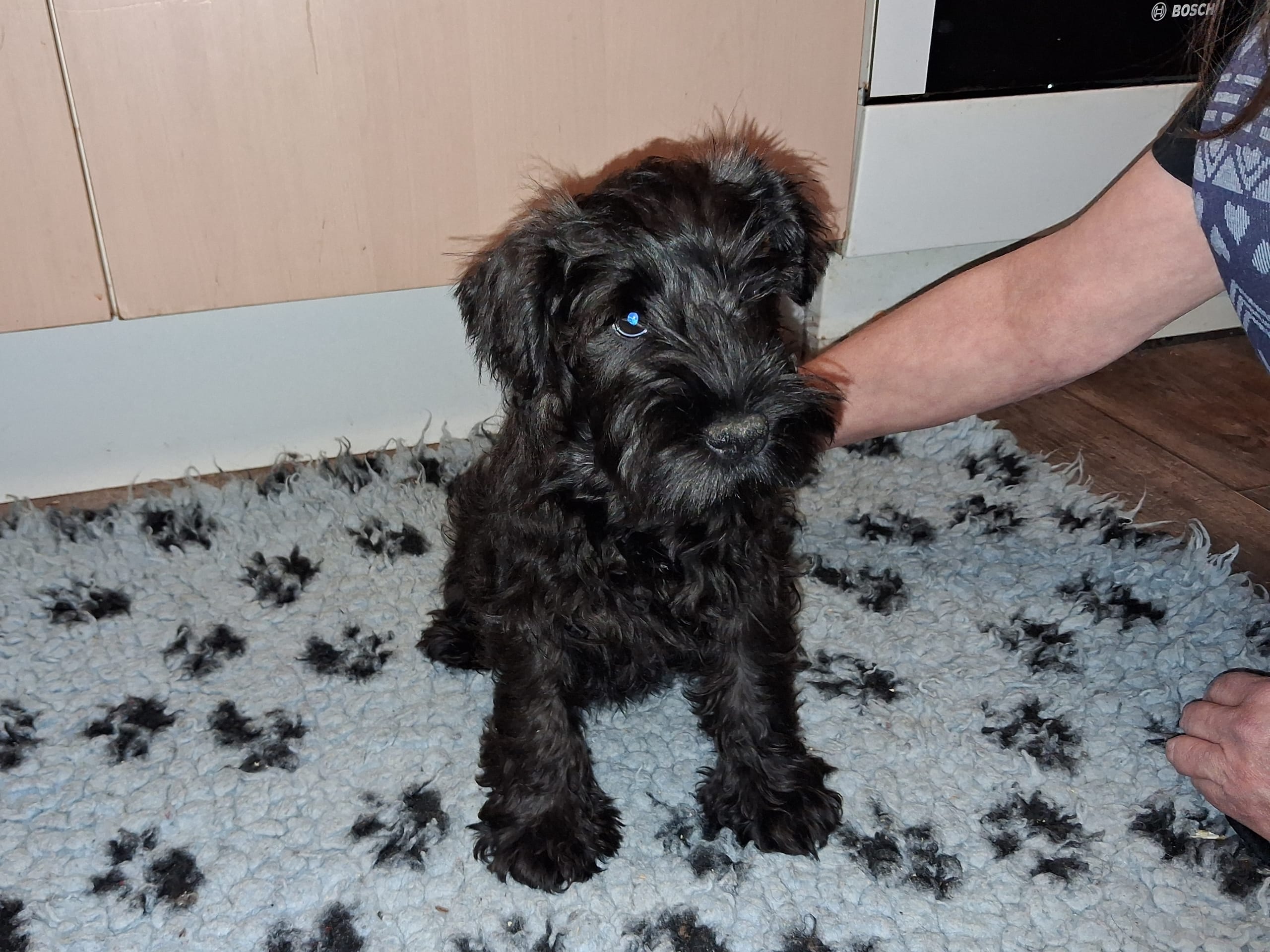 Miniature Schnauzer · 2025-11-30 · Strängnäs · Skuggiz