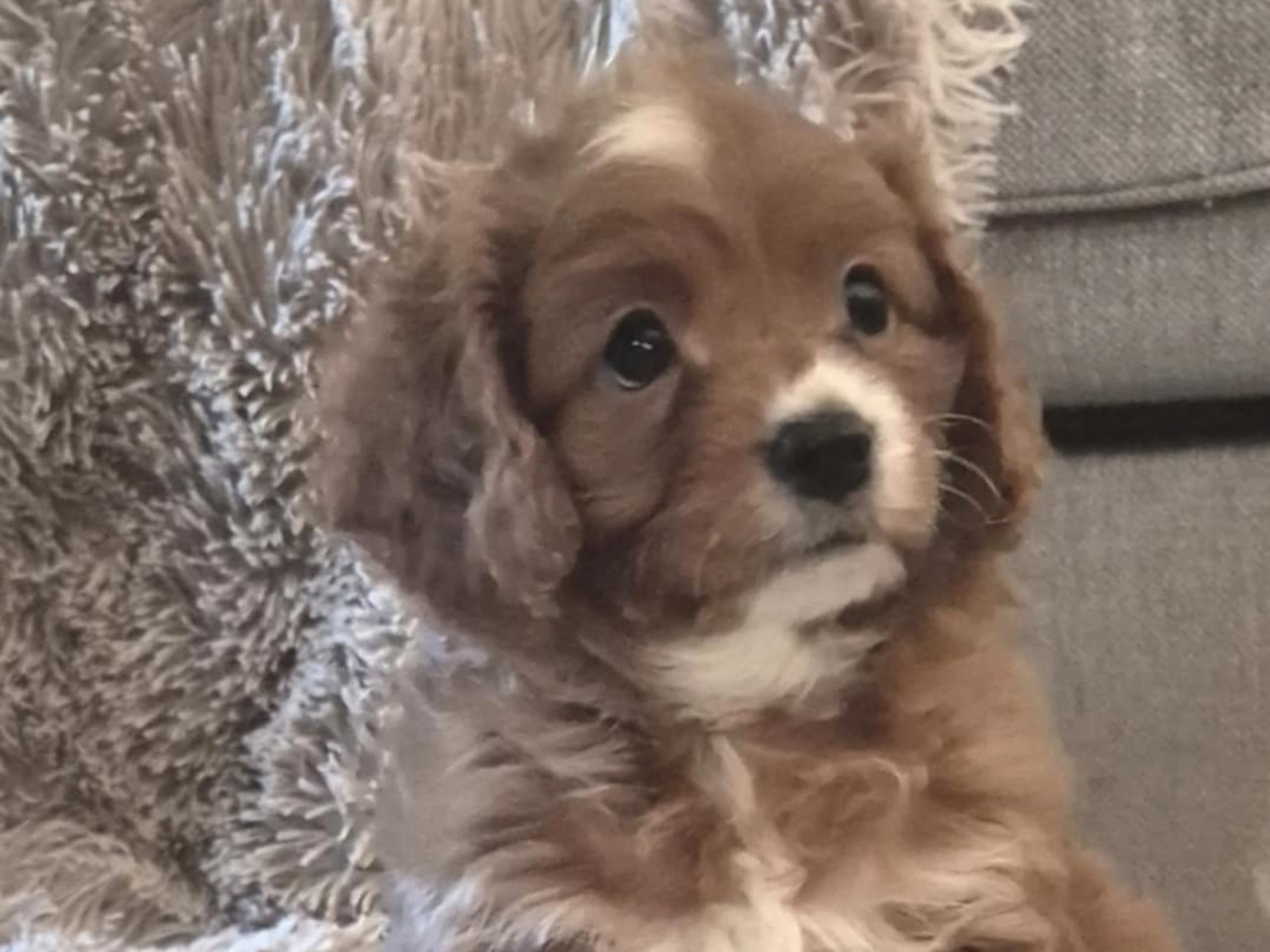 Cavapoo · 2026-01-03 · Enköping · Elin K.