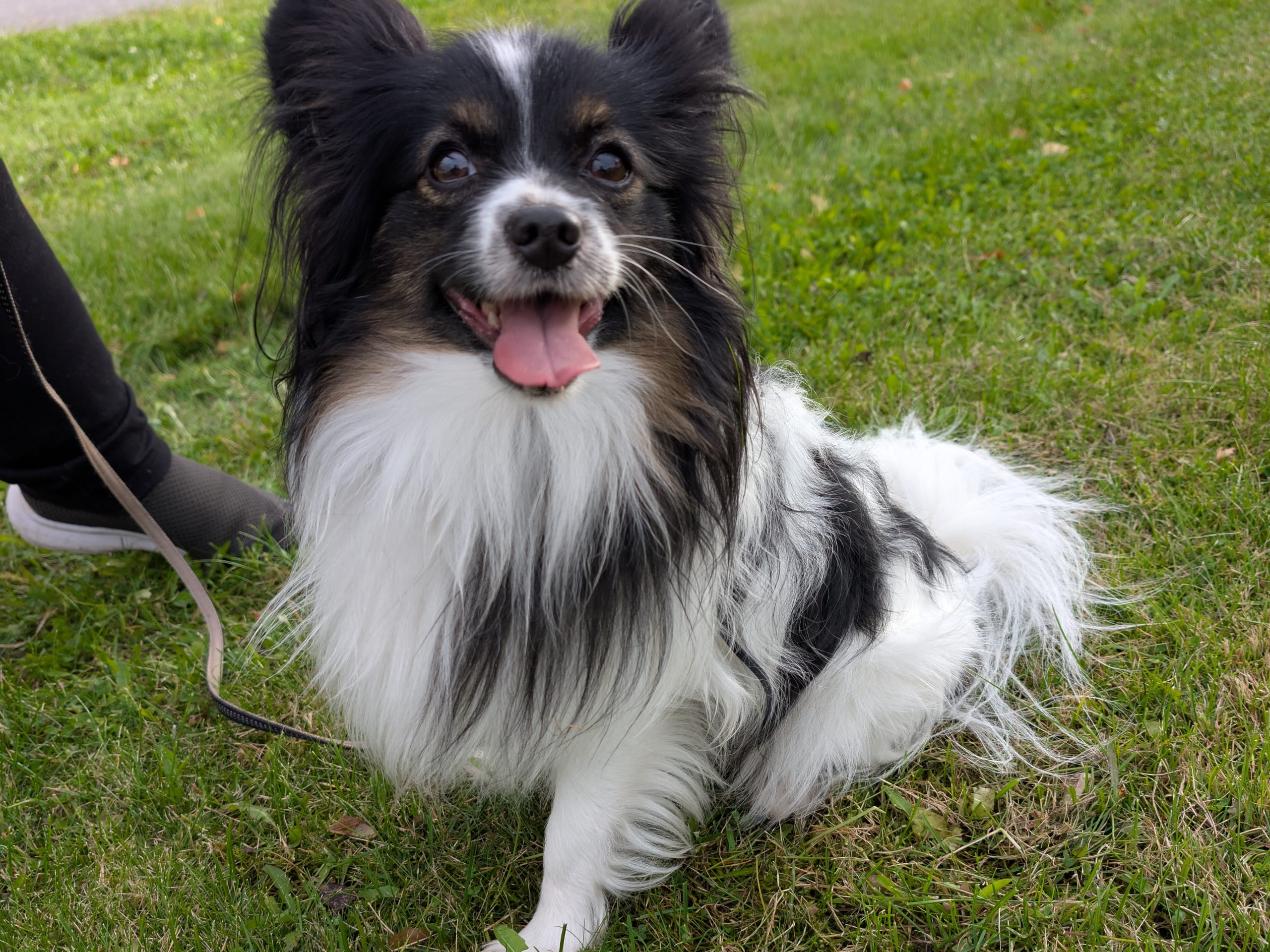 Papillon -pudel · 2025-12-04 · Hälleforsnäs · Lena A.