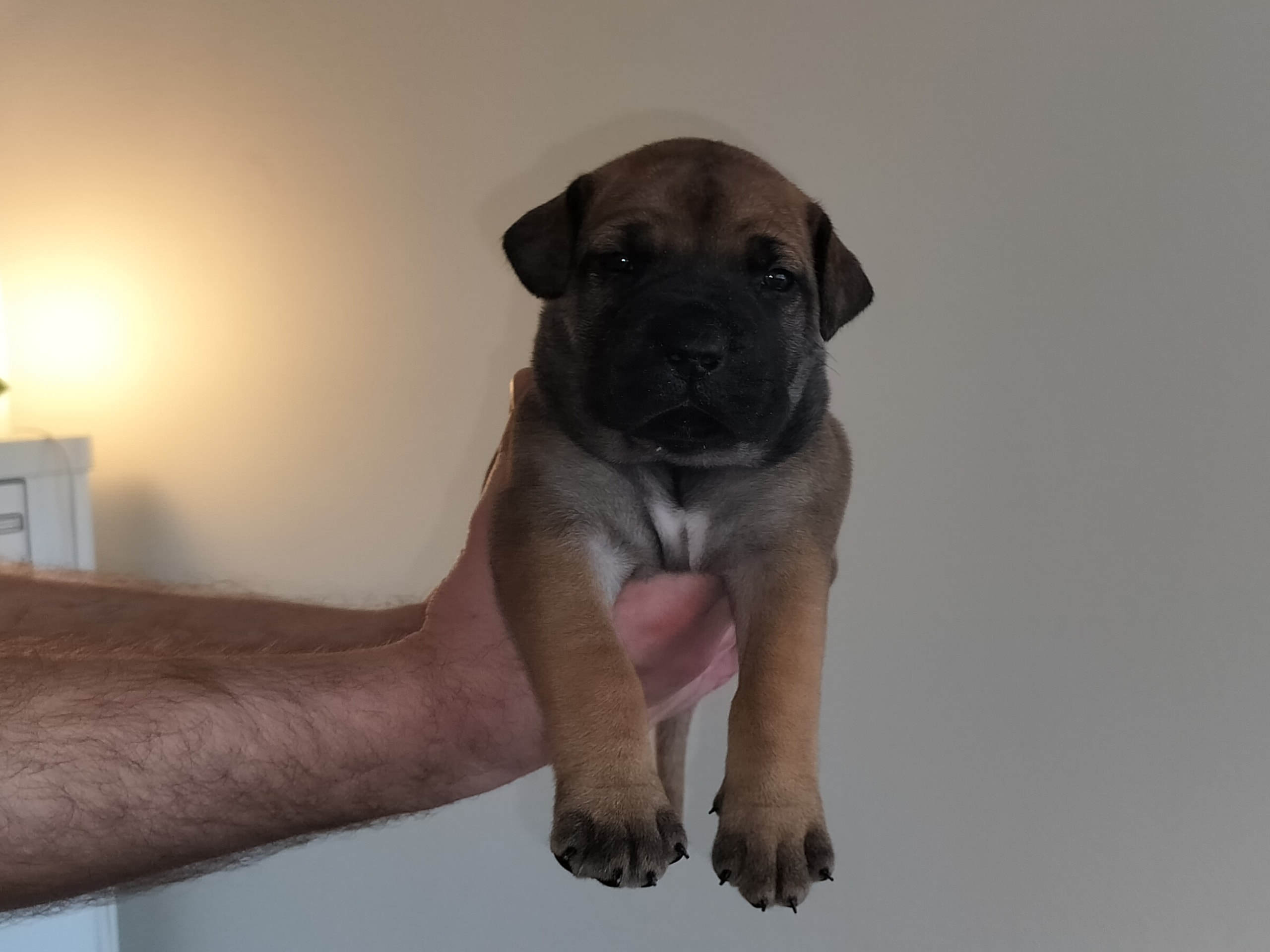Boerboel · 2026-02-20 · Fredrikstad · Boergarden boerboels