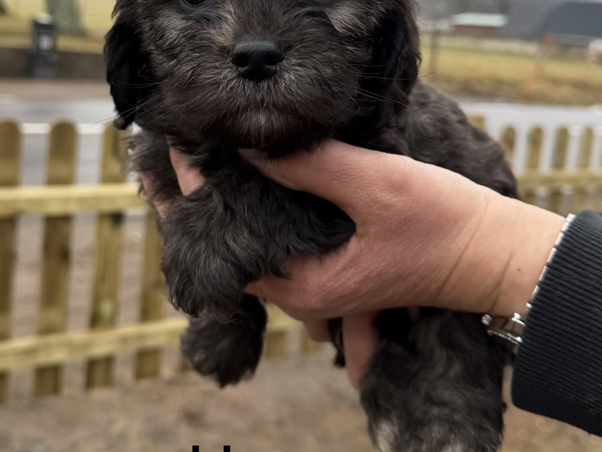 Shih tzu / Lhasa Apso · 2026-01-10 · östra karup · Tina N.