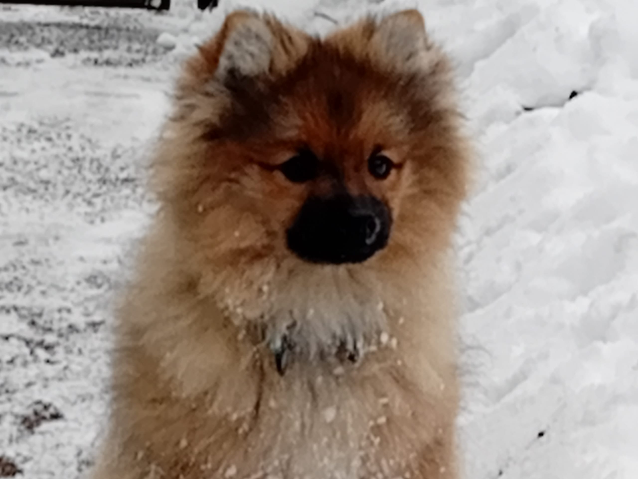 German Spitz – Mittelspitz