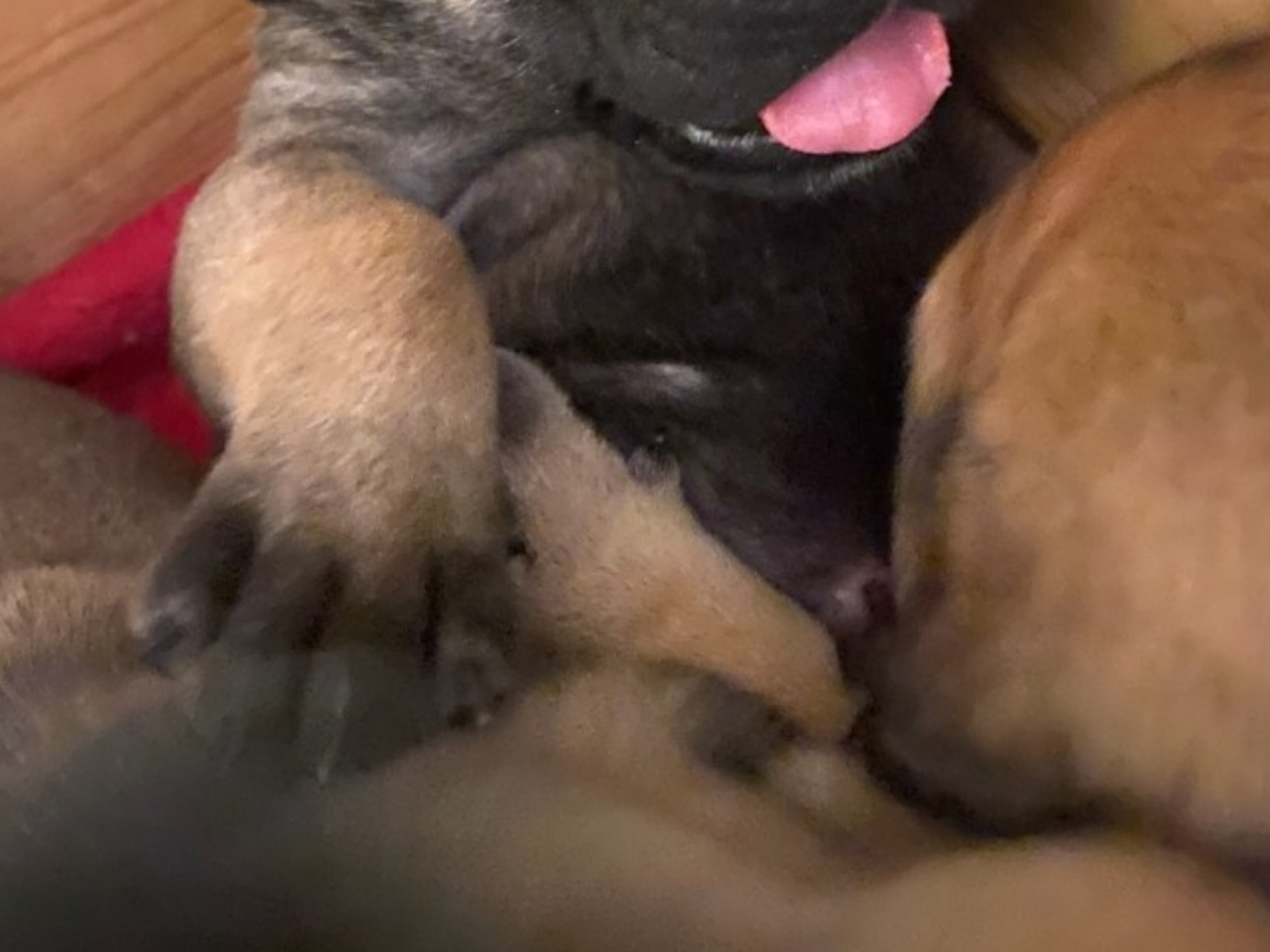 Boerboel · 2026-02-20 · Fredrikstad · Boergarden boerboels