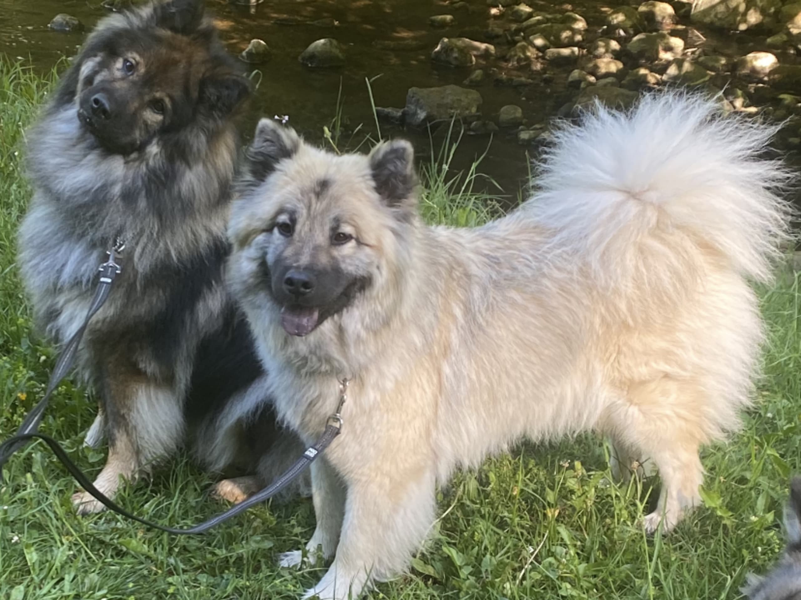 Eurasier