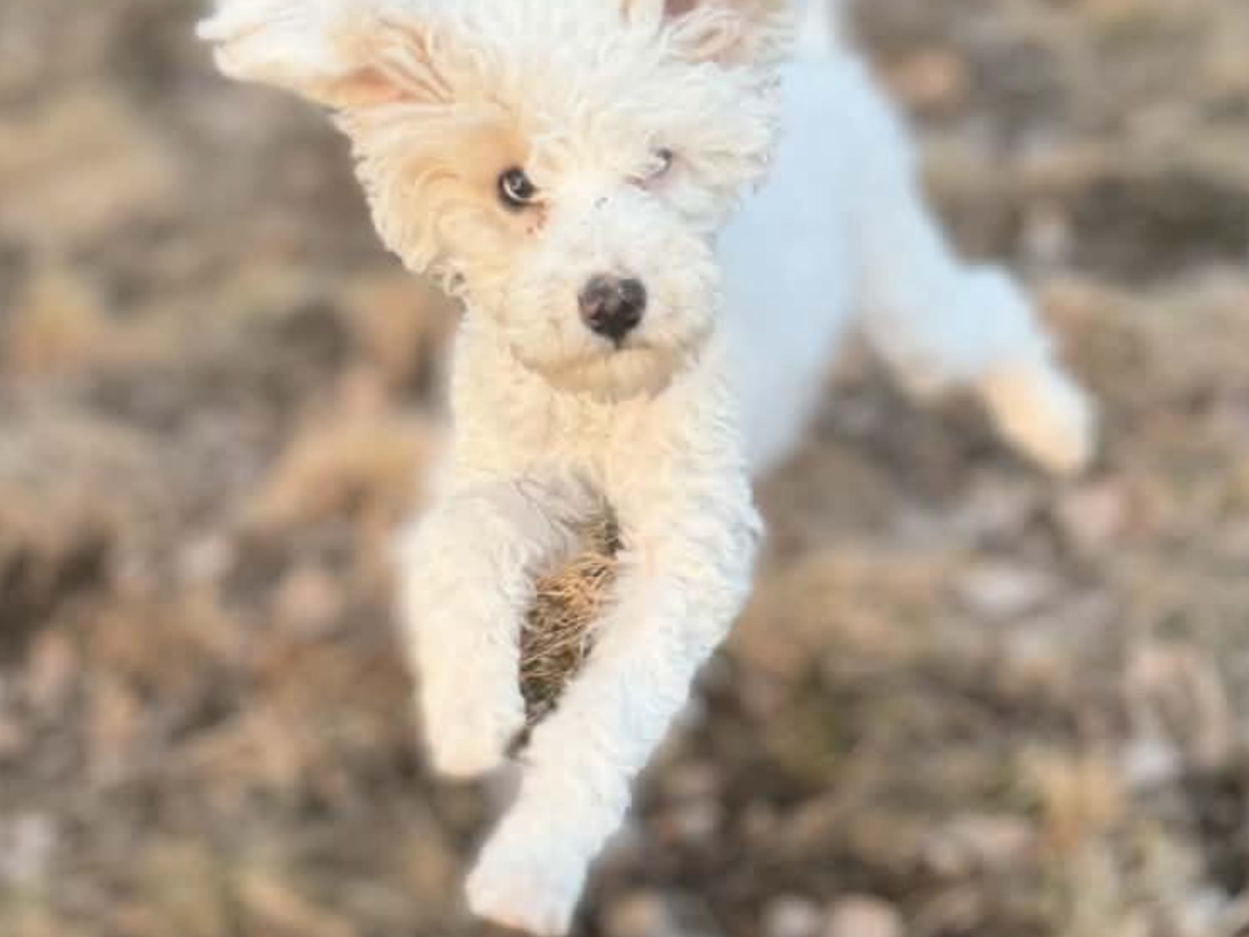 Miniature Poodle · 2025-12-02 · Hässelby · Solstrålen