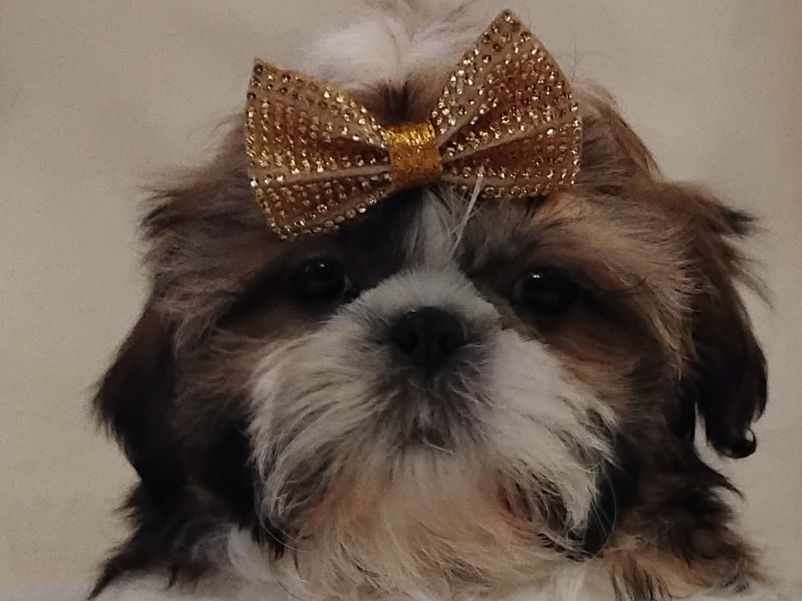 Shih-Tzu · 2025-11-19 · Linköping · David K.