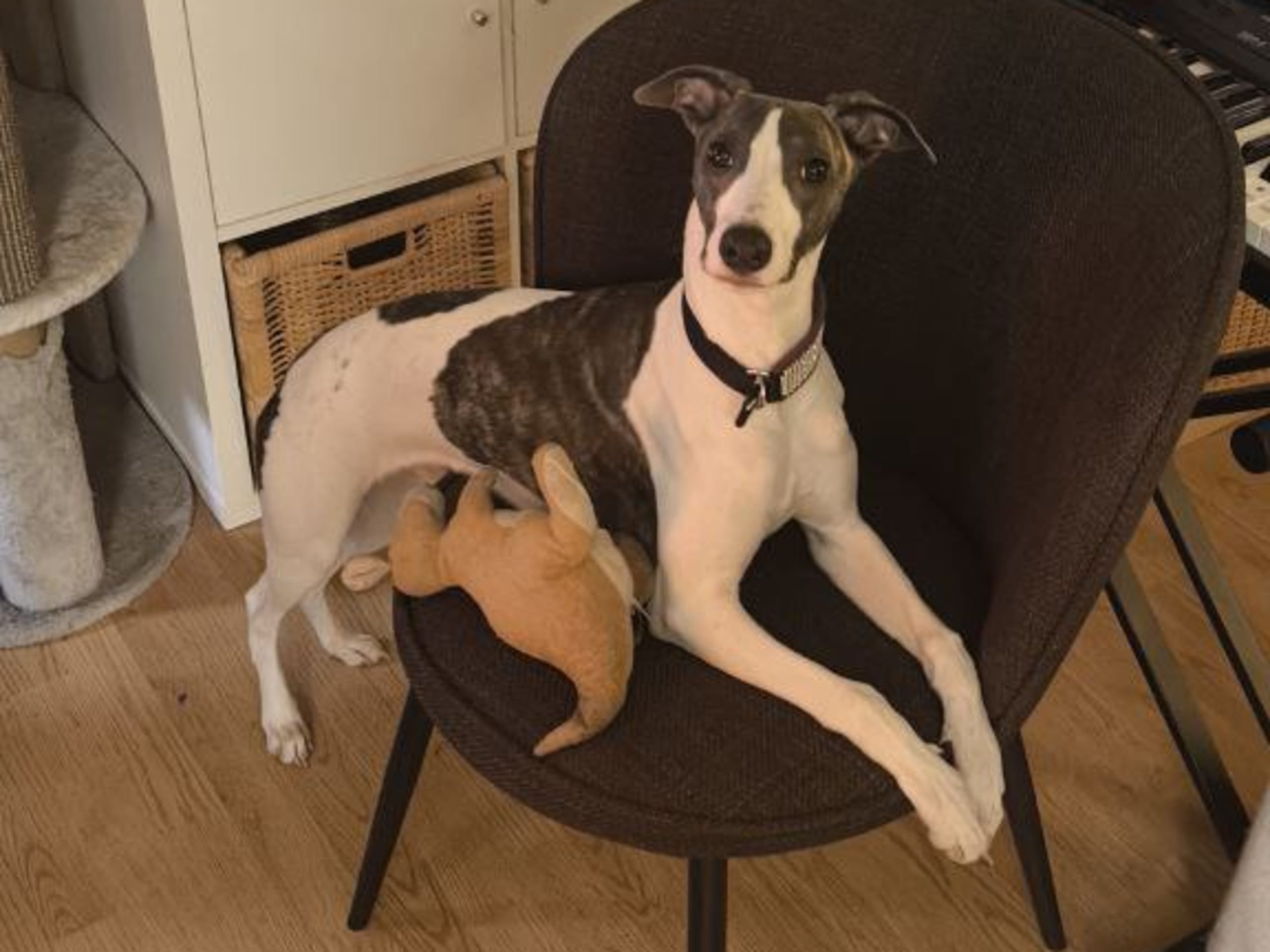 Whippet · 2025-07-08 · Lönsboda · Sergej B.