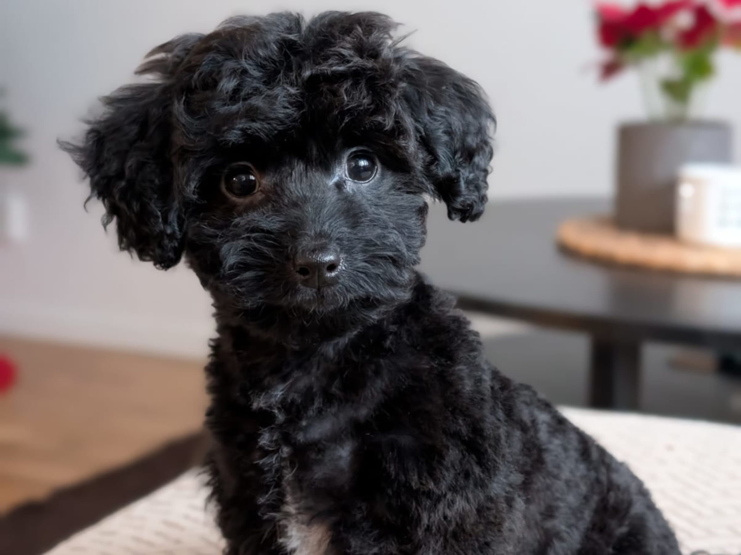 Havapoo · 2025-10-28 · Ösmo · My B.