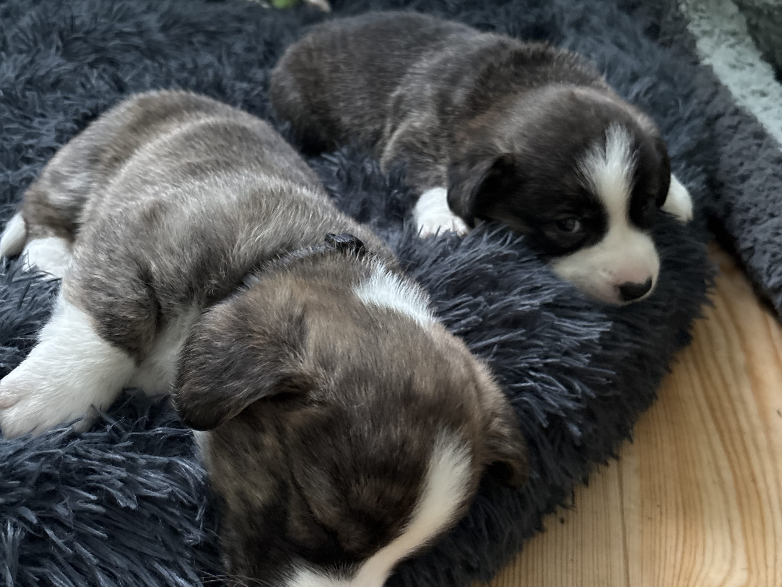 Welsh Corgi Cardigan · 2026-01-13 · Mellerud · Helena S.