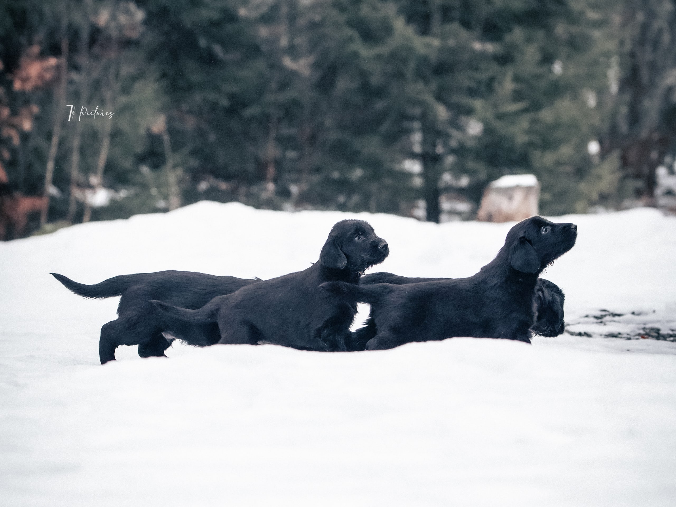 Flatcoated retriever · 2026-01-21 · Stockaryd · NEVER TOUCH GROUND