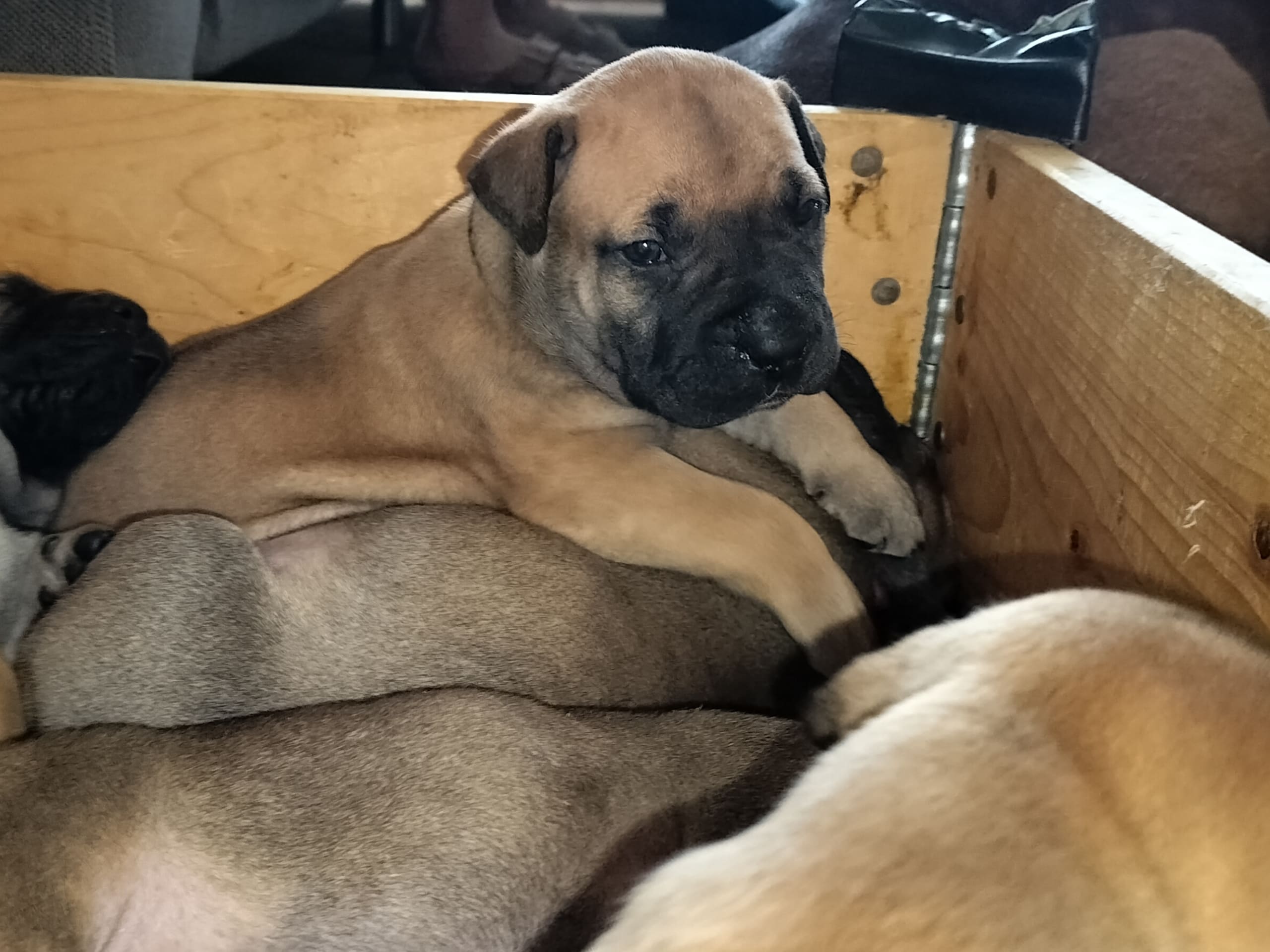 Boerboel · 2026-02-20 · Fredrikstad · Boergarden boerboels