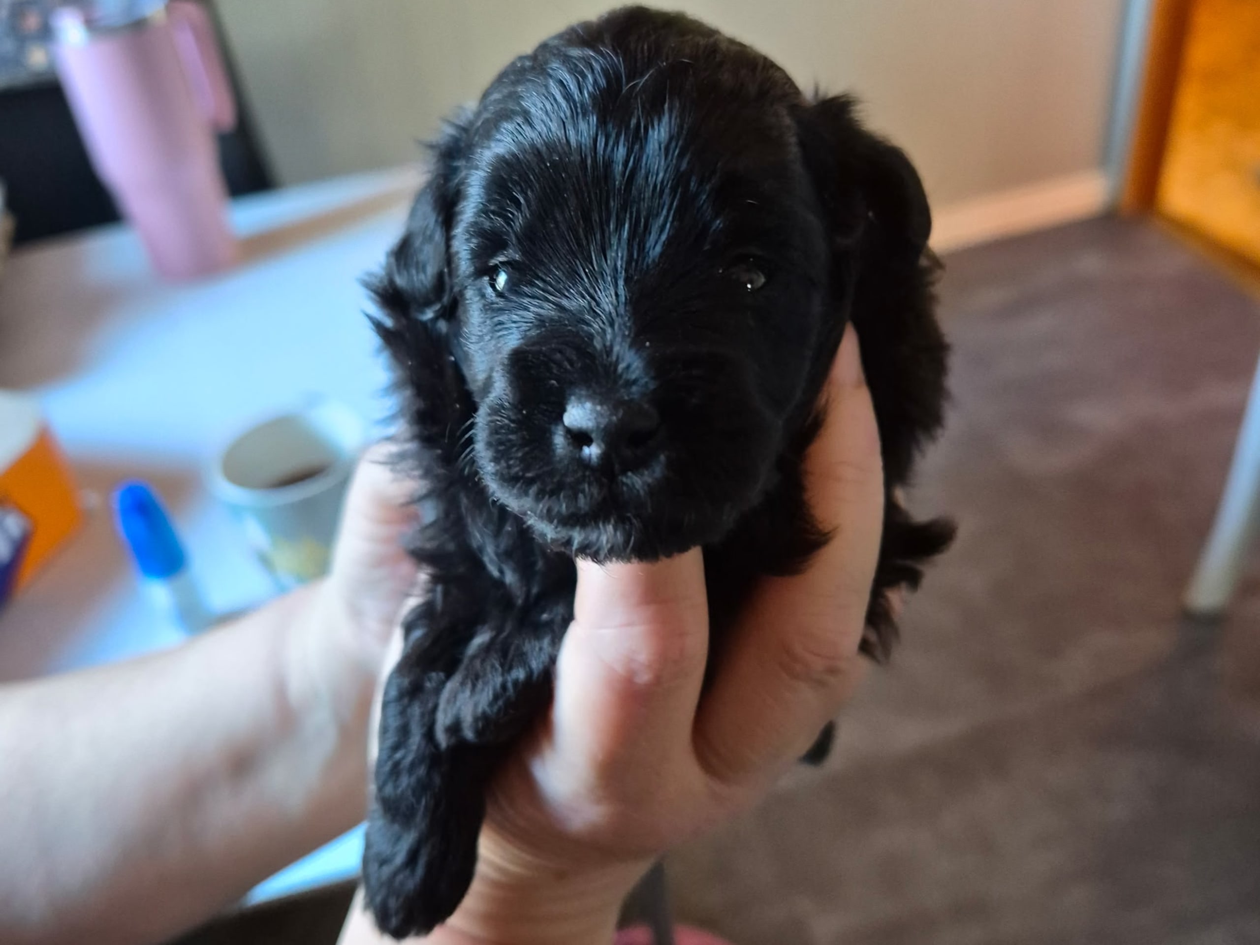 Blandras · 2026-01-25 · Sköldinge · Pomapoo