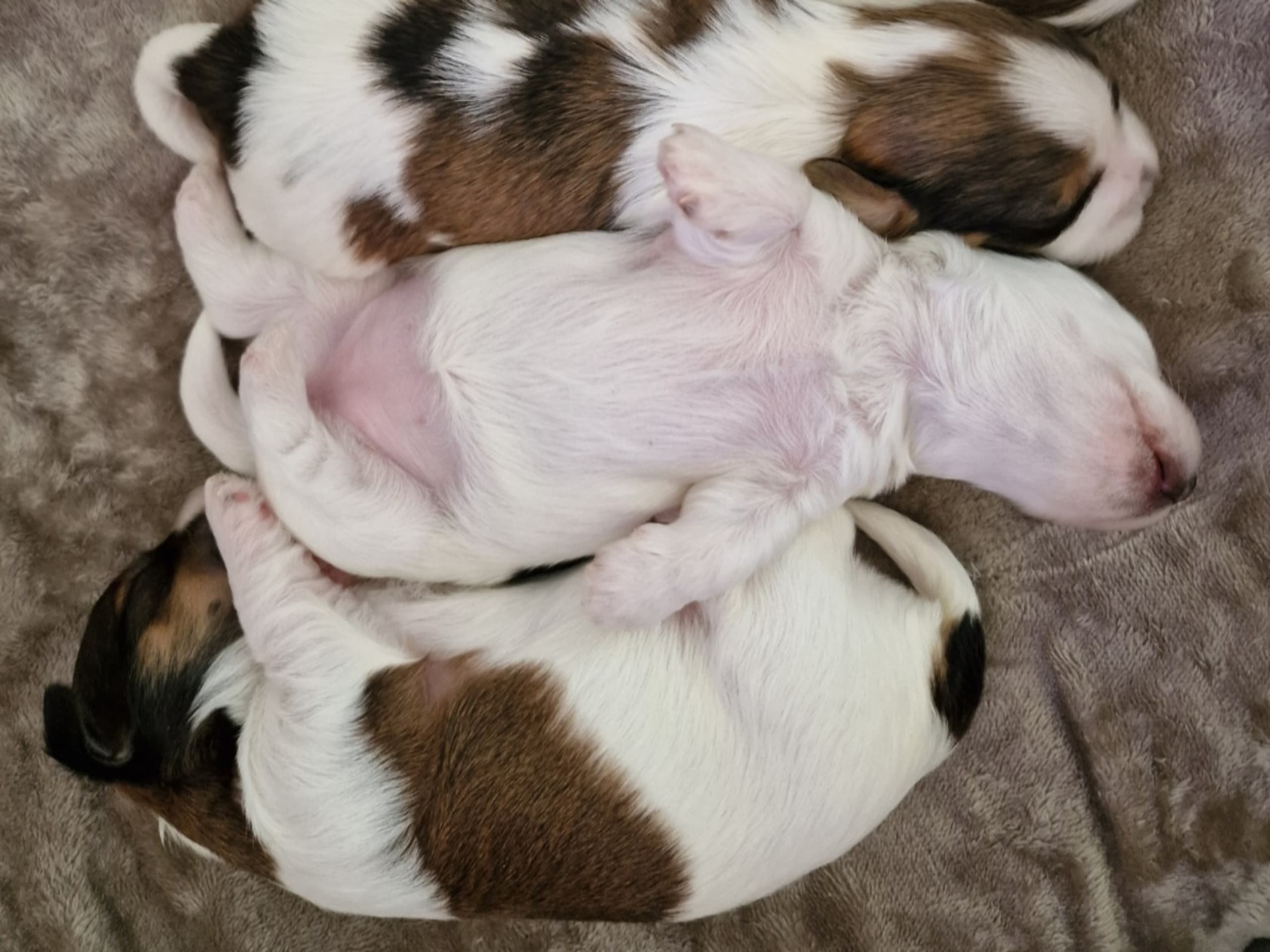 Bichon havanais · 2026-02-21 · Skutskär · Carina E.