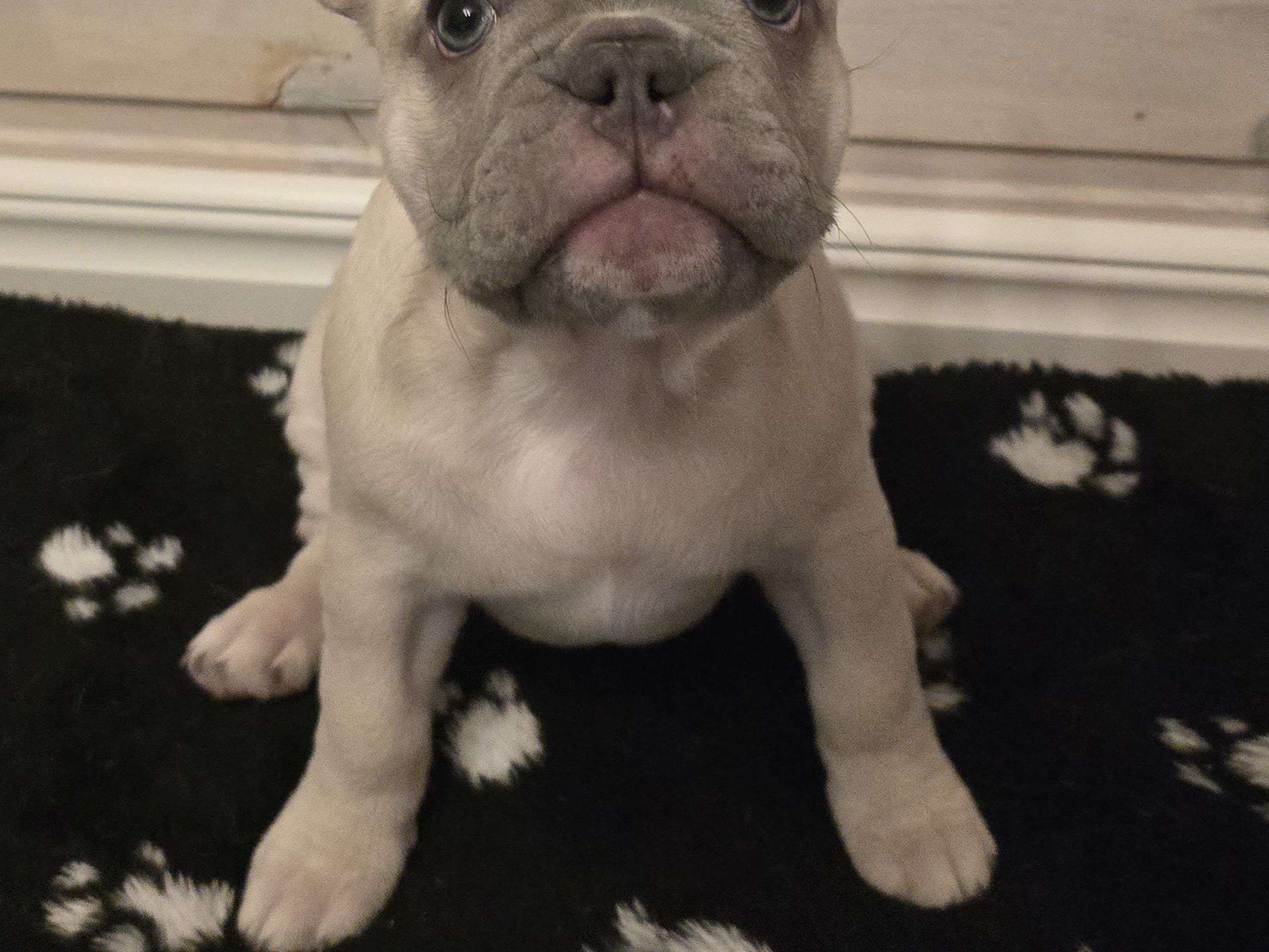 French Bulldog