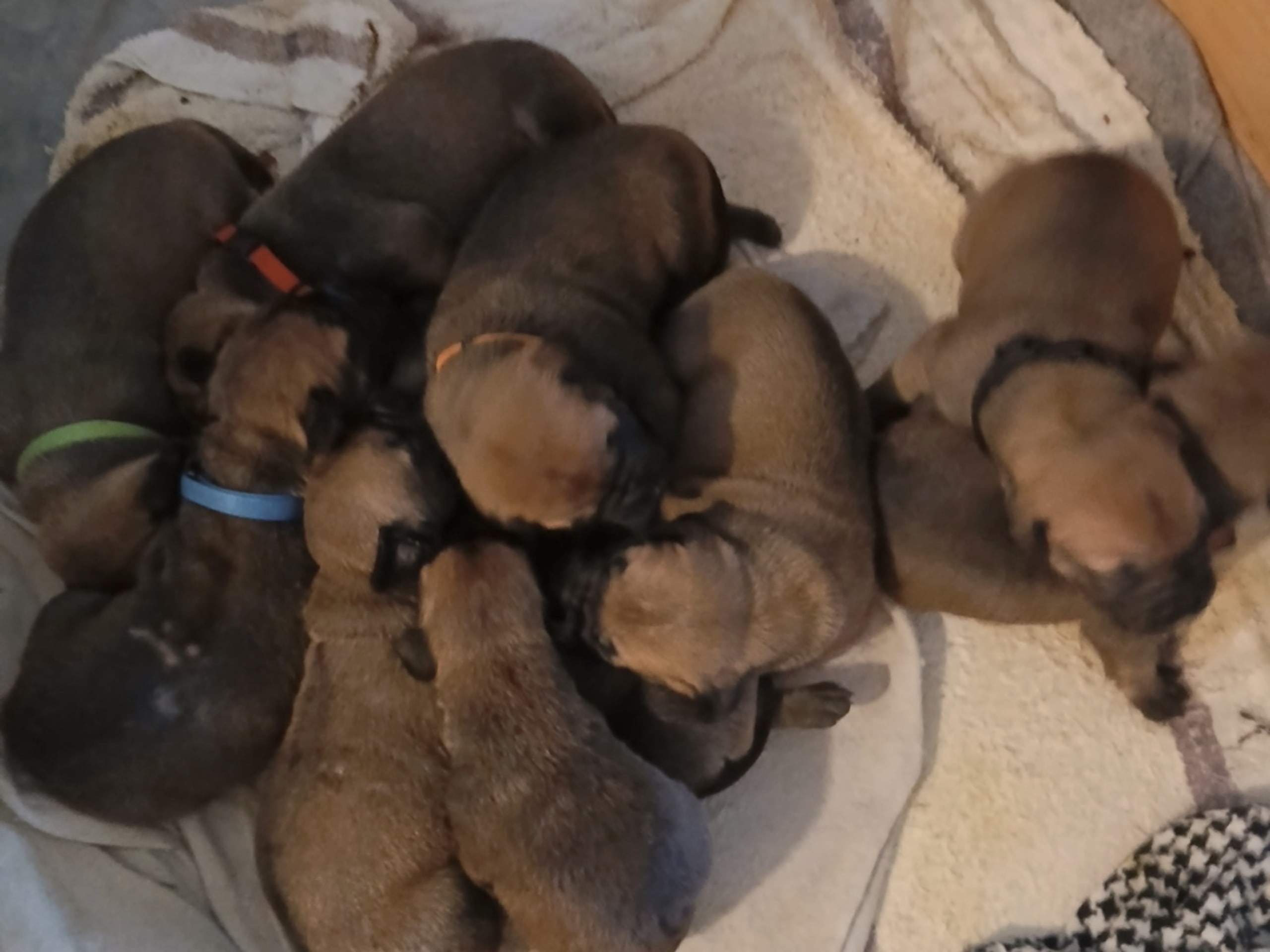 Boerboel · 2026-02-20 · Fredrikstad · Boergarden boerboels