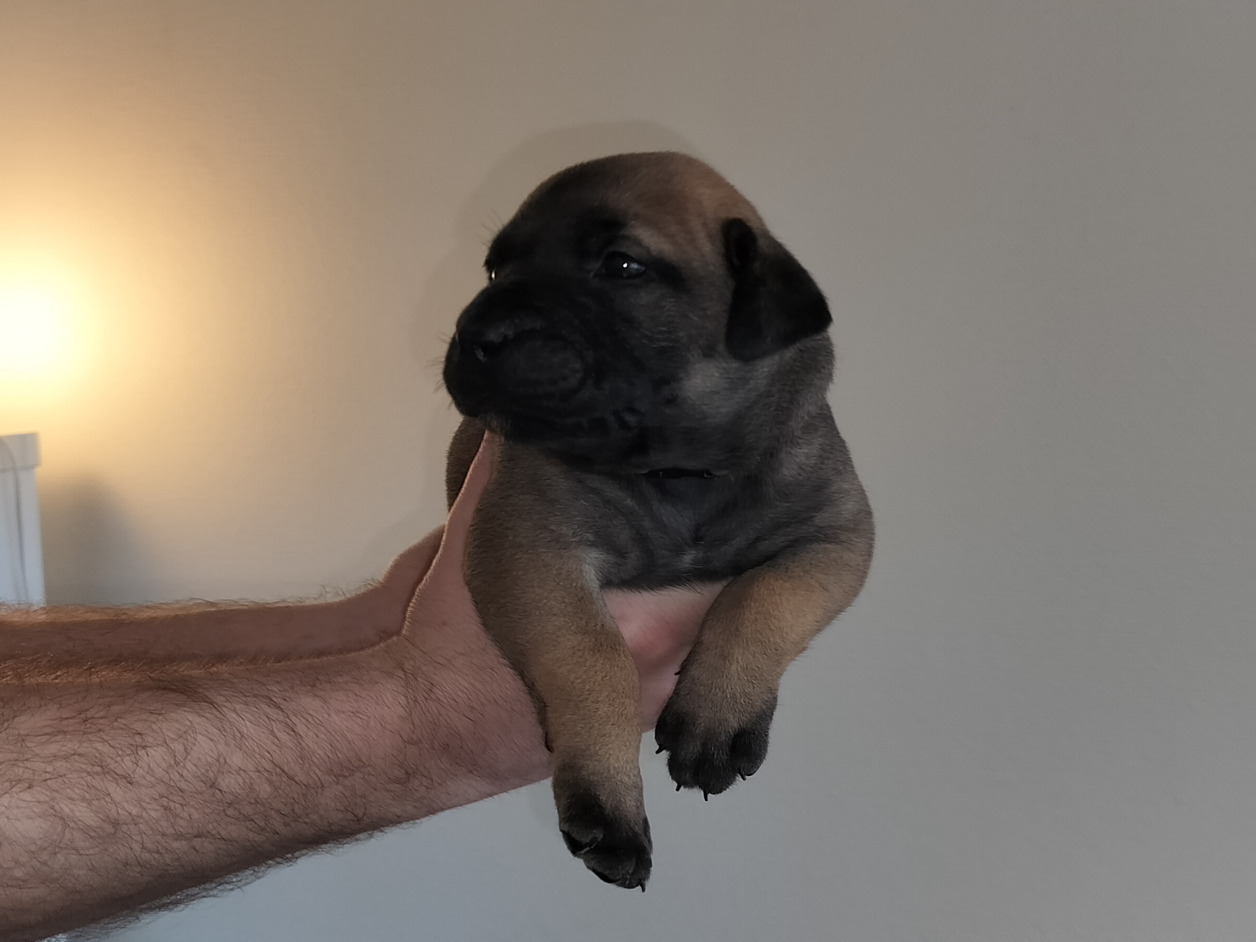 Boerboel · 2026-02-20 · Fredrikstad · Boergarden boerboels