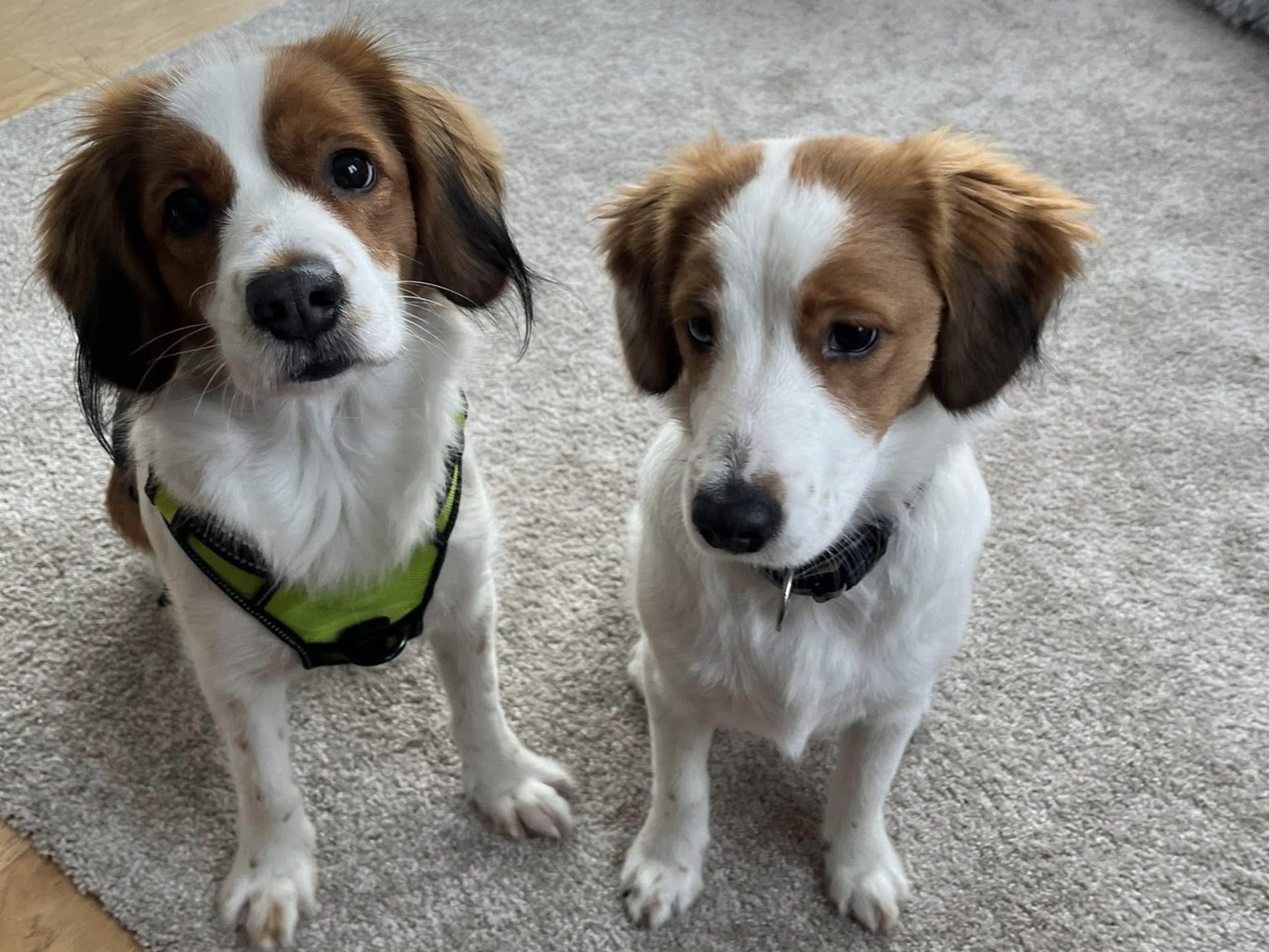 Dutch Kooikerhondje