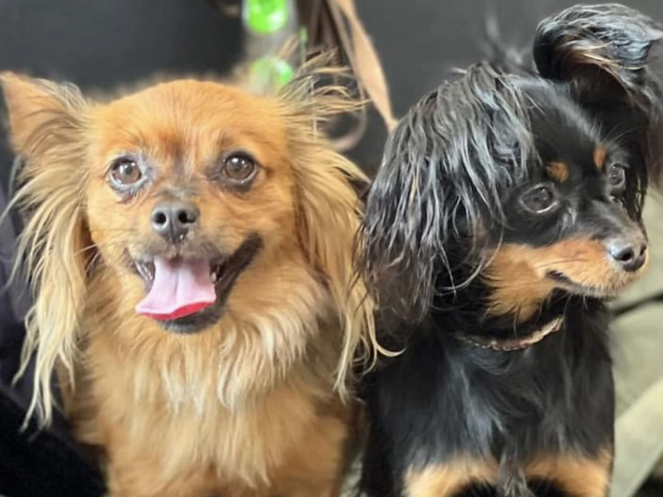 Russkiy Toy · 2026-02-18 · Nybro · Maximo Toys