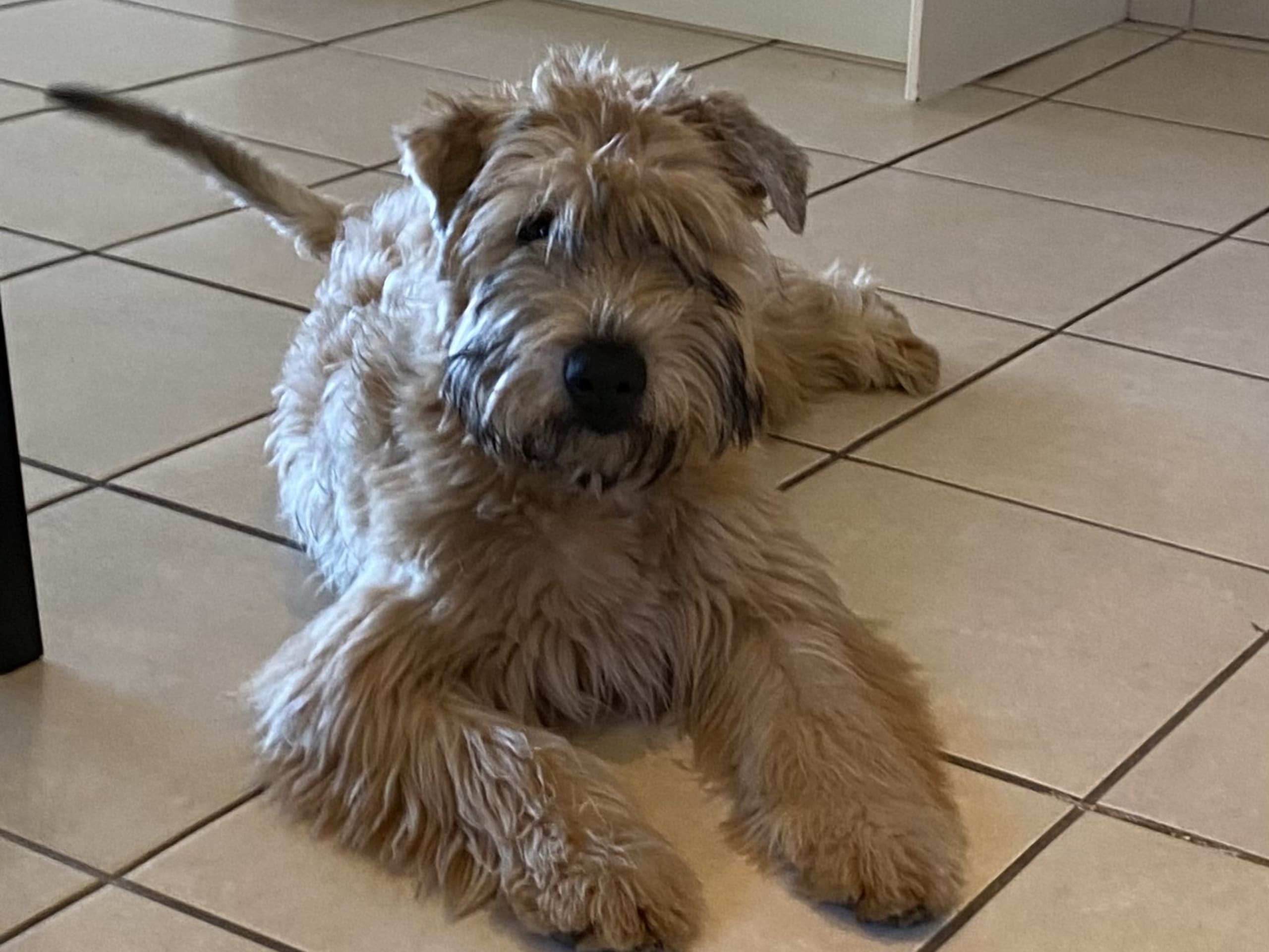 Irish softcoated wheaten terrier · 2025-09-14 · Vellinge · Antikens