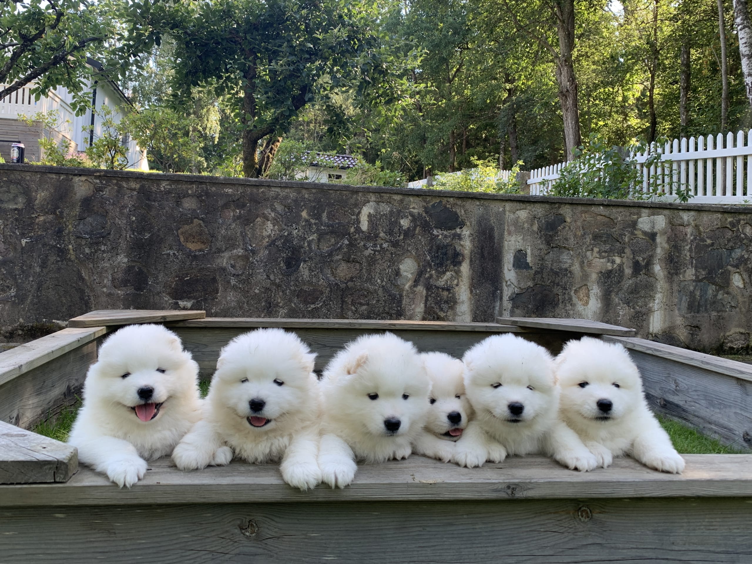 Samoyed · 2026-02-12 · Tingsryd · Przemyslaw P.