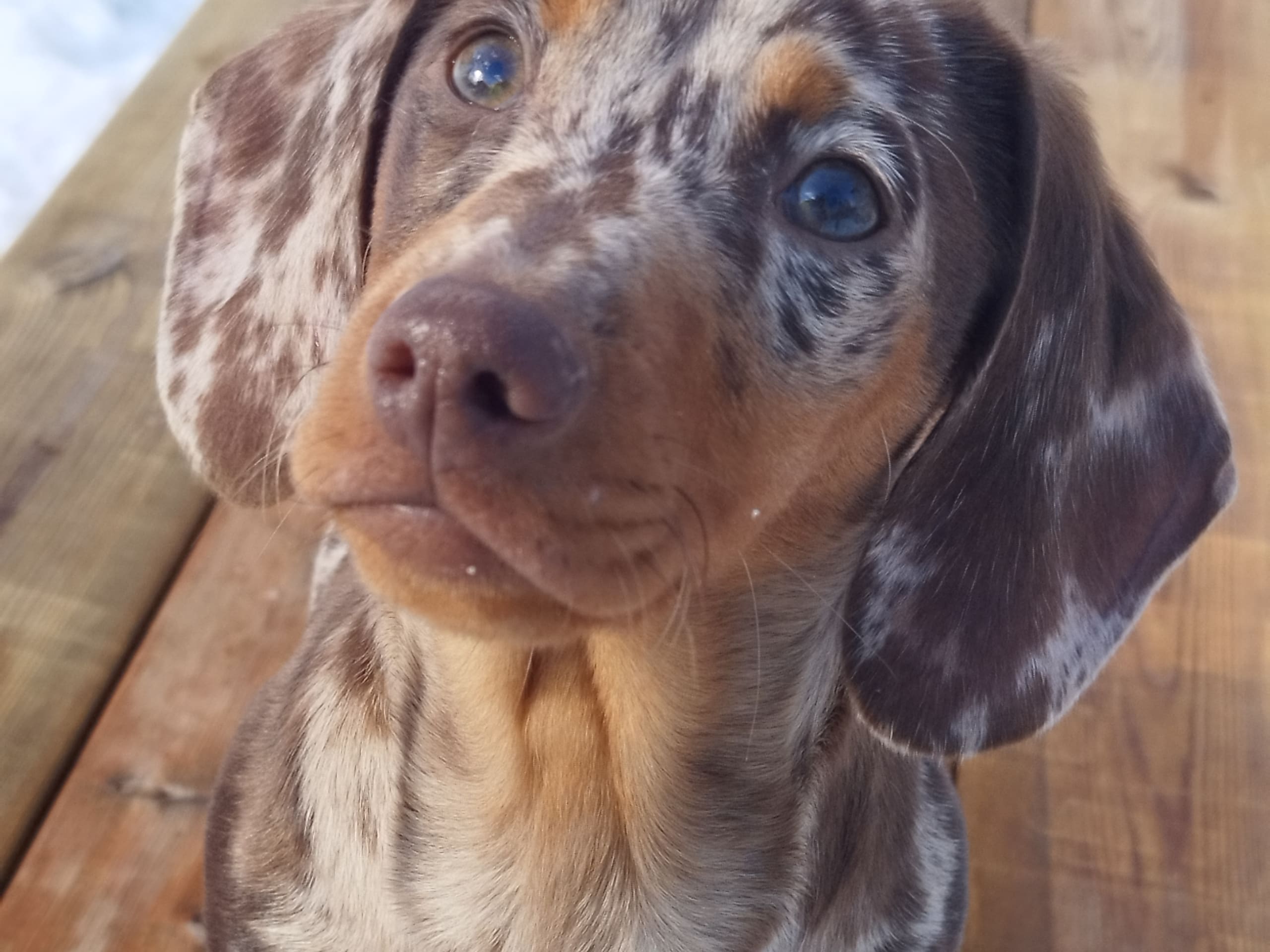 Dachshund · 2025-08-31 · Hjortkvarn · Hjortkvarns Cavapoo