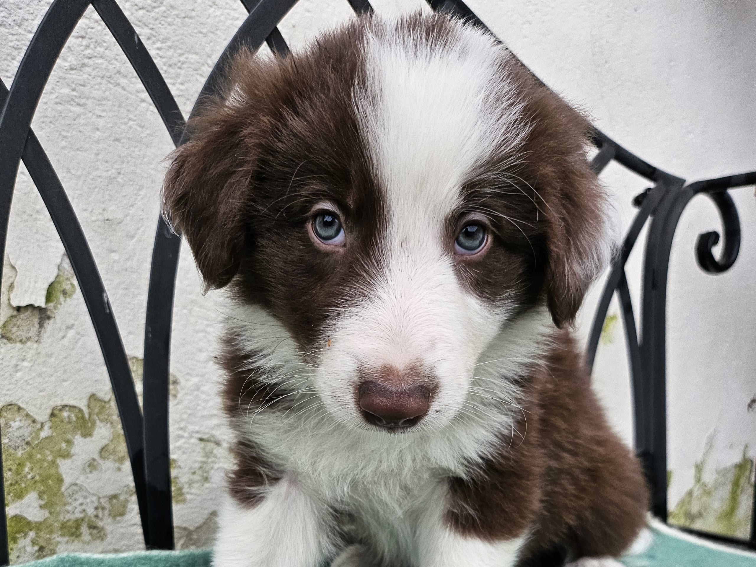 Border Collie