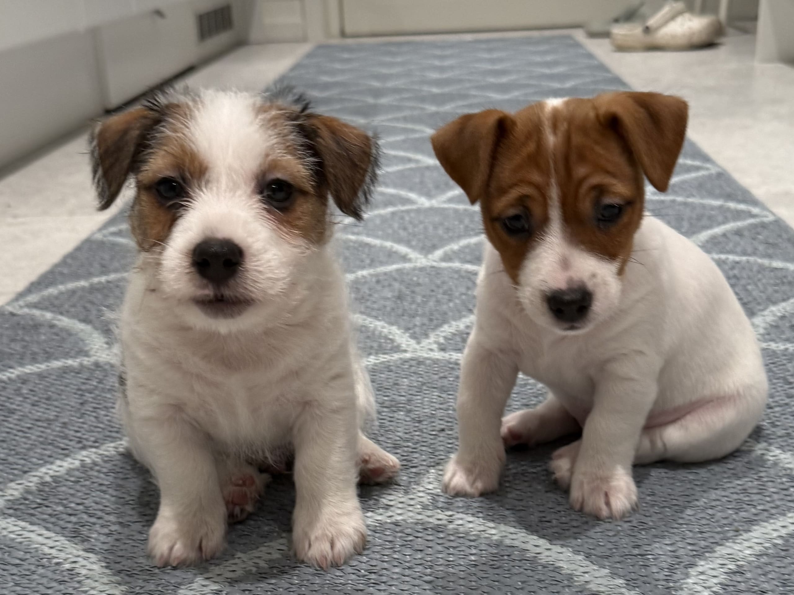 Jack Russell Terrier