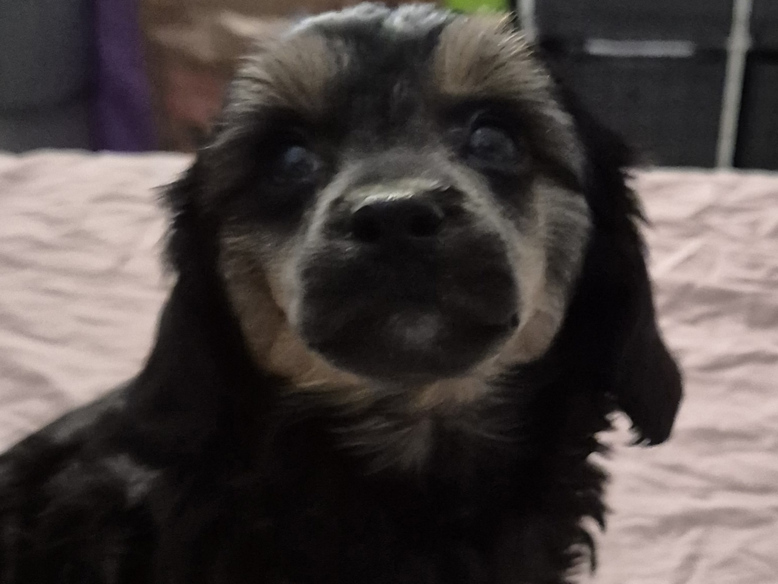 Cresterpoo · 2025-12-12 · Vara · Viktoria S.