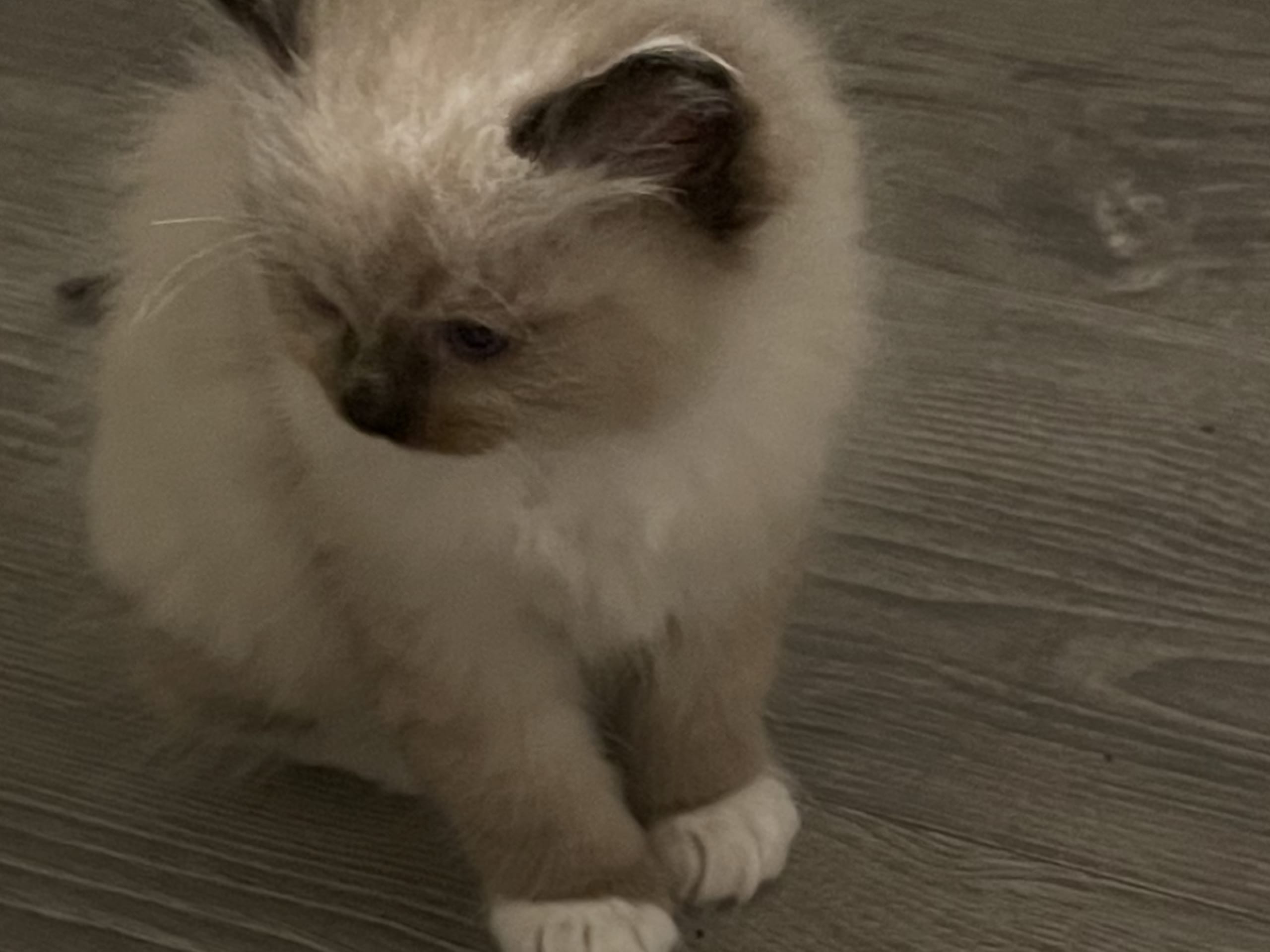 Ragdoll · 2025-12-06 · Vallentuna · Anderwels