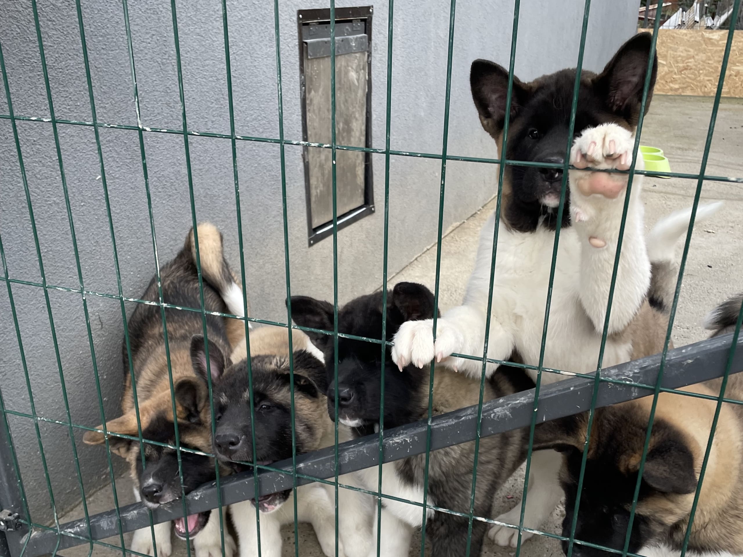 American Akita · 2025-11-22 · Älvängen · Ksenija Z.