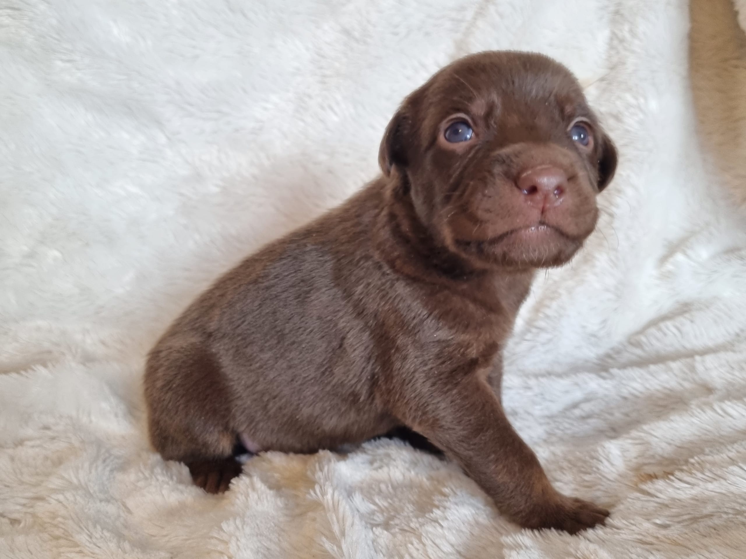 Xoloitzcuintle · 2026-01-29 · Hägersten · Heart Of Meijius