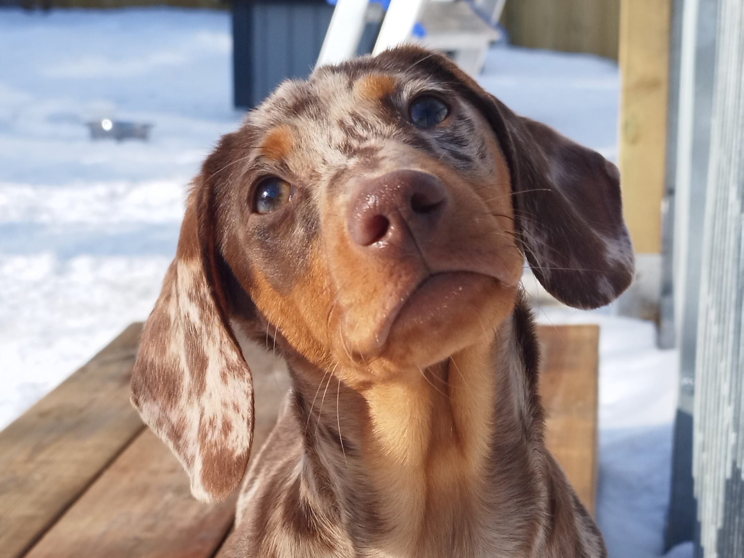 Dachshund · 2025-08-31 · Hjortkvarn · Hjortkvarns Cavapoo