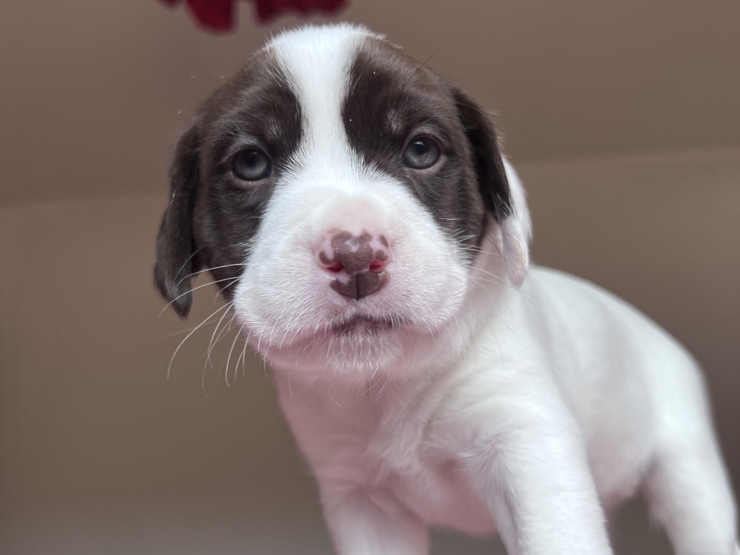 Cocker Jack · 2026-02-03 · Motala · Elin F.