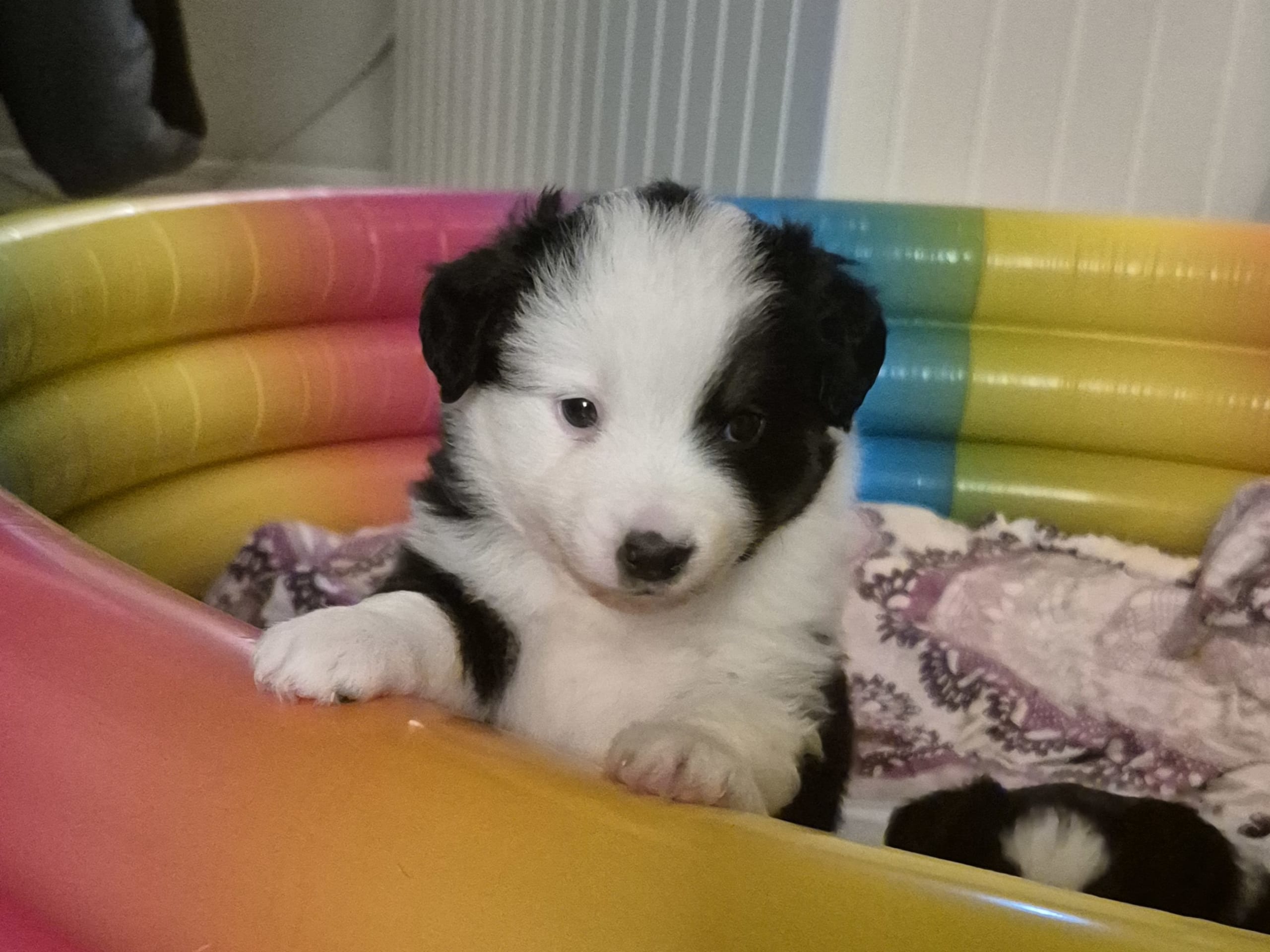 Miniature American Shepherd · 2026-01-14 · Lövestad · Emma N.